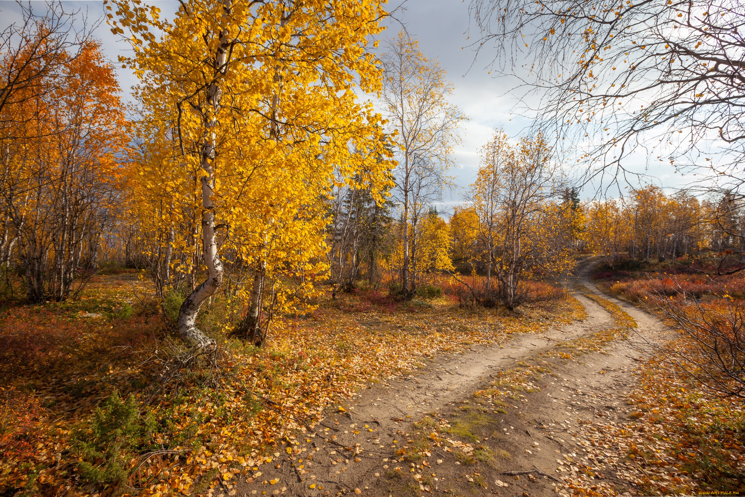 природа, дороги, осень, лес