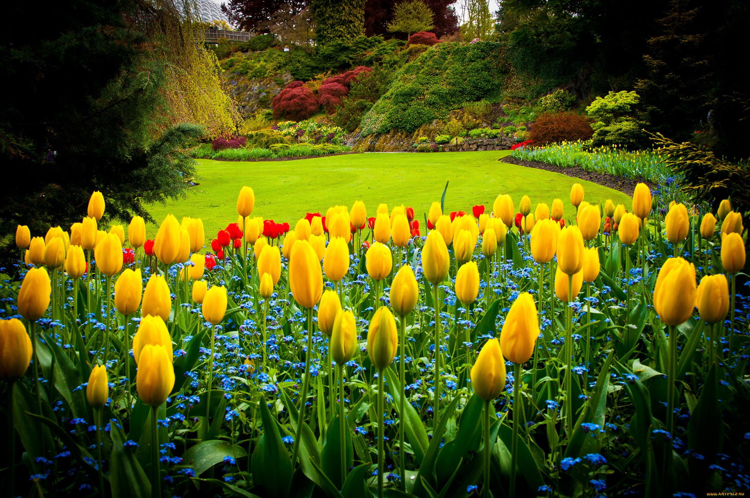 queen, elizabeth, park, vancouver, природа, парк, кусты, цветы, тюльпаны, газон, канада, деревья