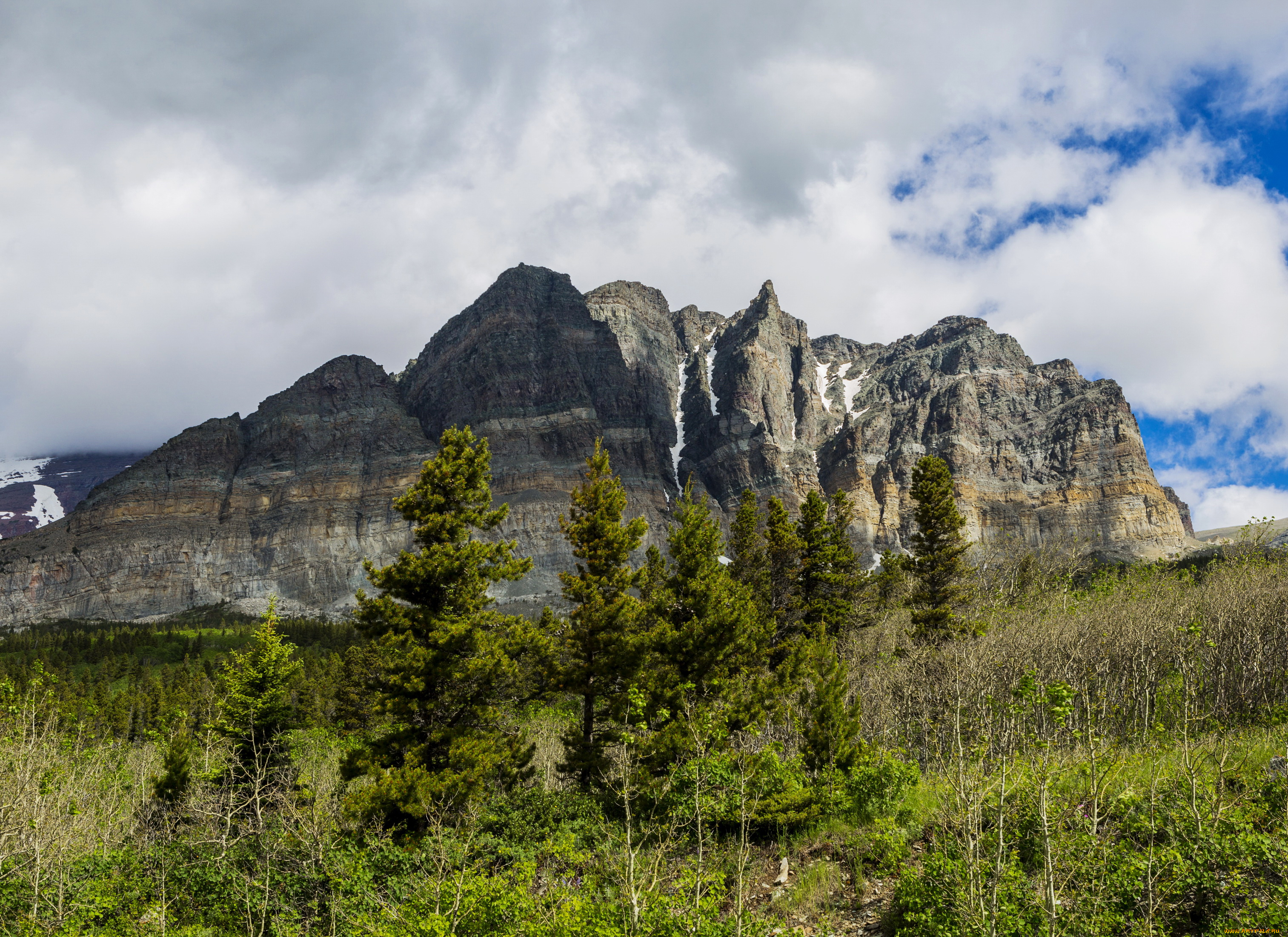 монтана, сша, glacier, national, park, природа, горы, парк, park, монтана, сша, glacier, ели, трава