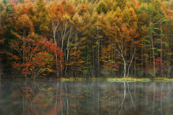 Картинка природа реки озера лес деревья осень озеро туман отражение