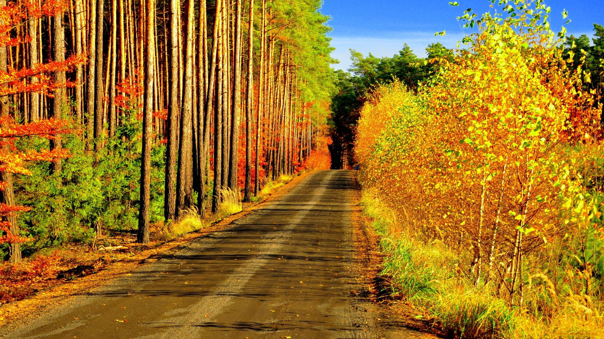 природа, дороги, лес, осень