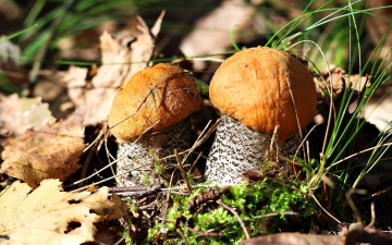 Картинка природа грибы листья осень подосиновики пара