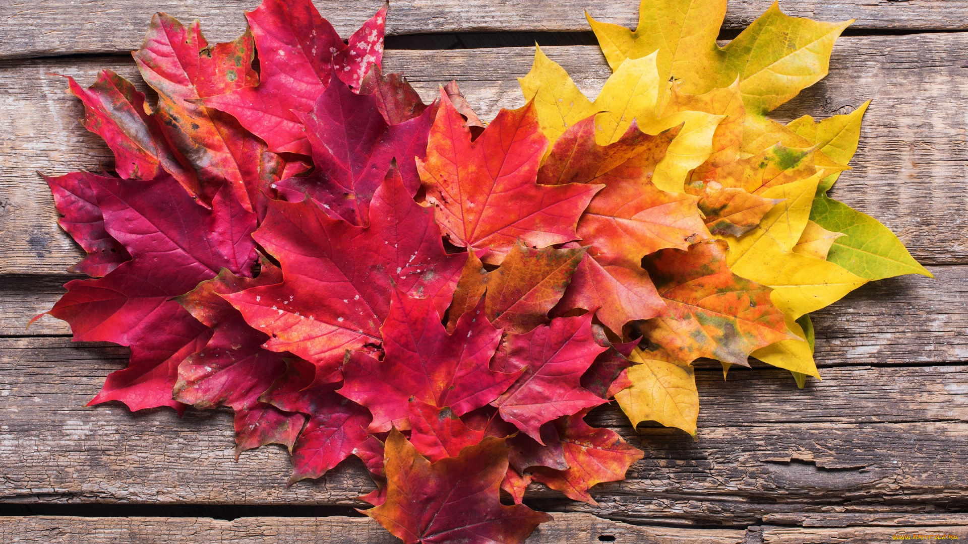 природа, листья, осень, фон, colorful, клен, wood, background, autumn, leaves, осенние, maple