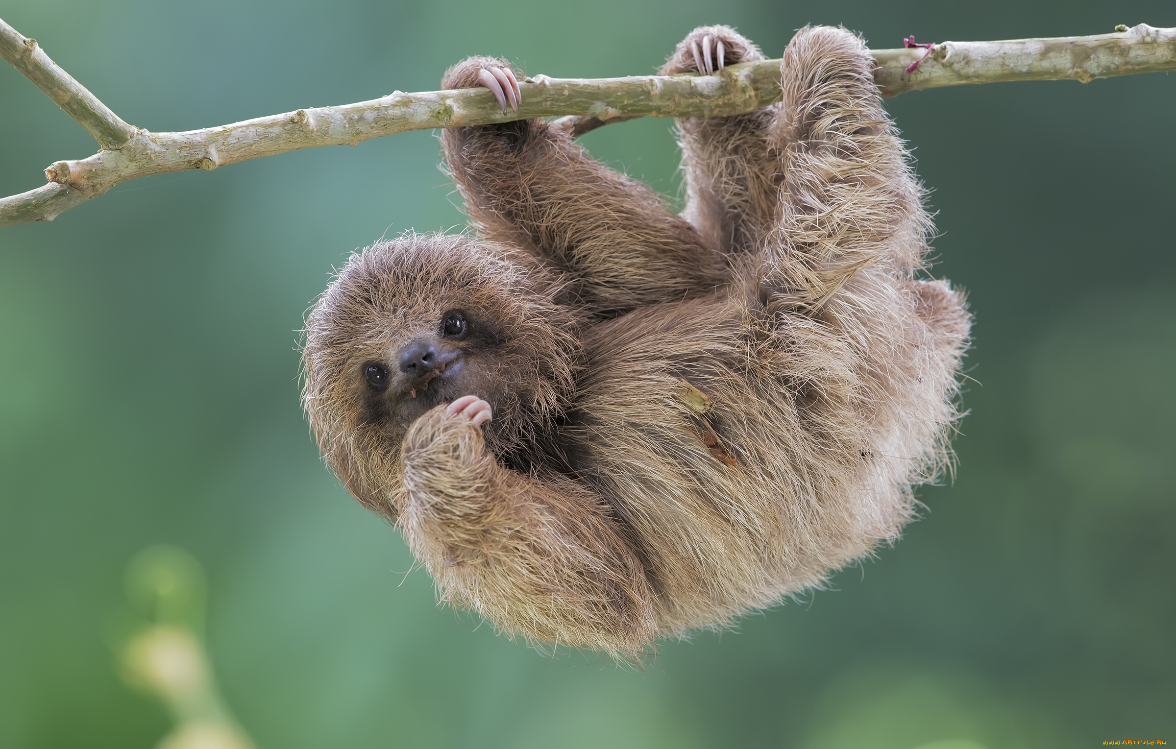 животные, ленивцы, pale-throated, sloth, brdypus, tridactilus, ленивец, природа