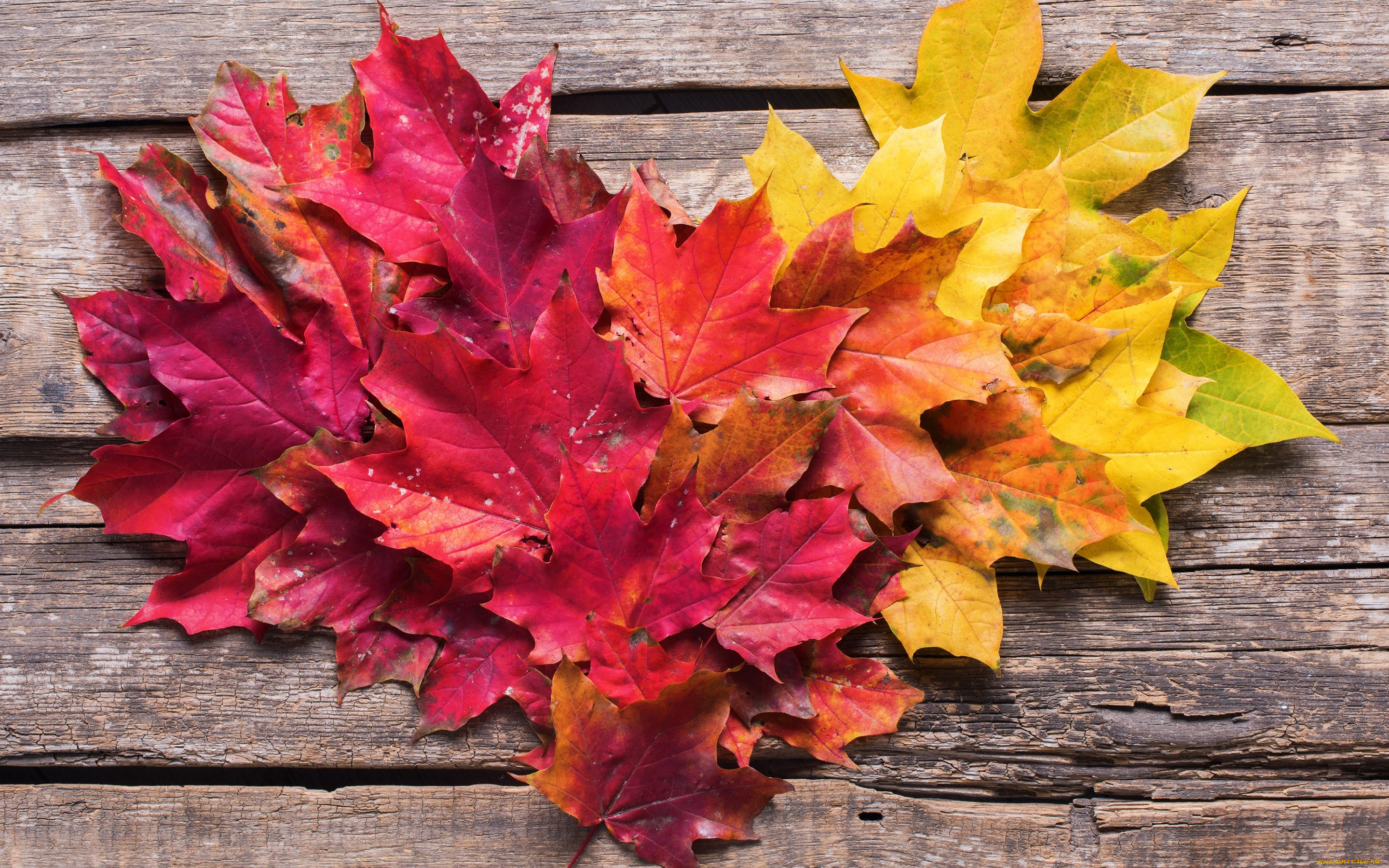 природа, листья, осень, фон, colorful, клен, wood, background, autumn, leaves, осенние, maple