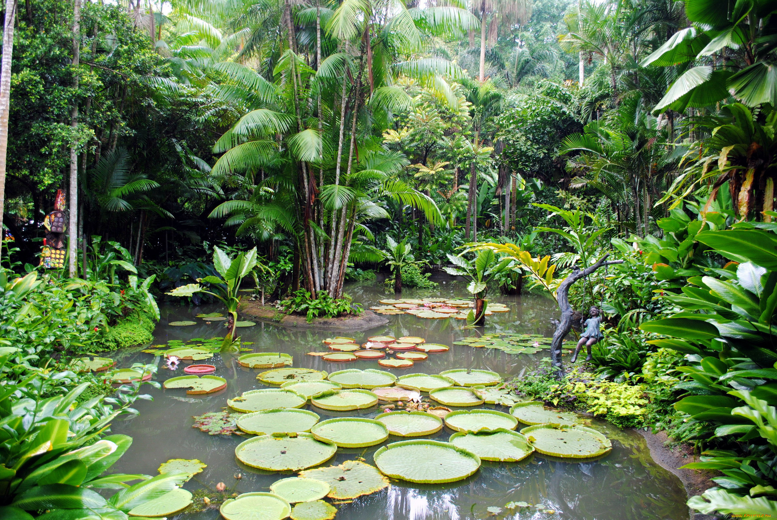 природа, парк, тропический, водоем, пальмы