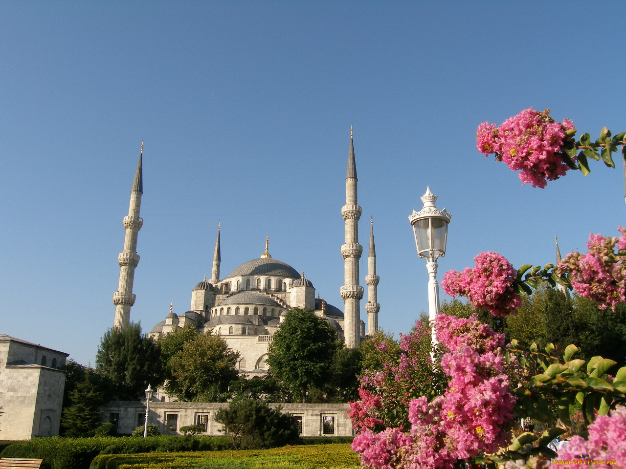 цветы, востока, города, стамбул, турция
