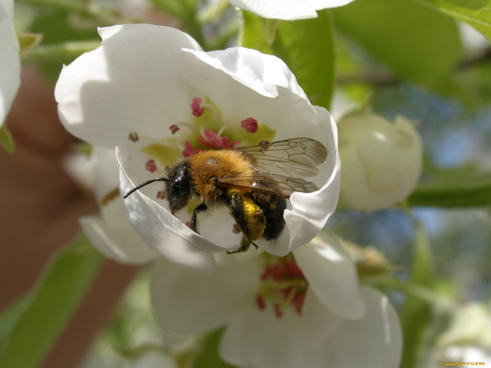 пчёлка, животные, пчелы, осы, шмели