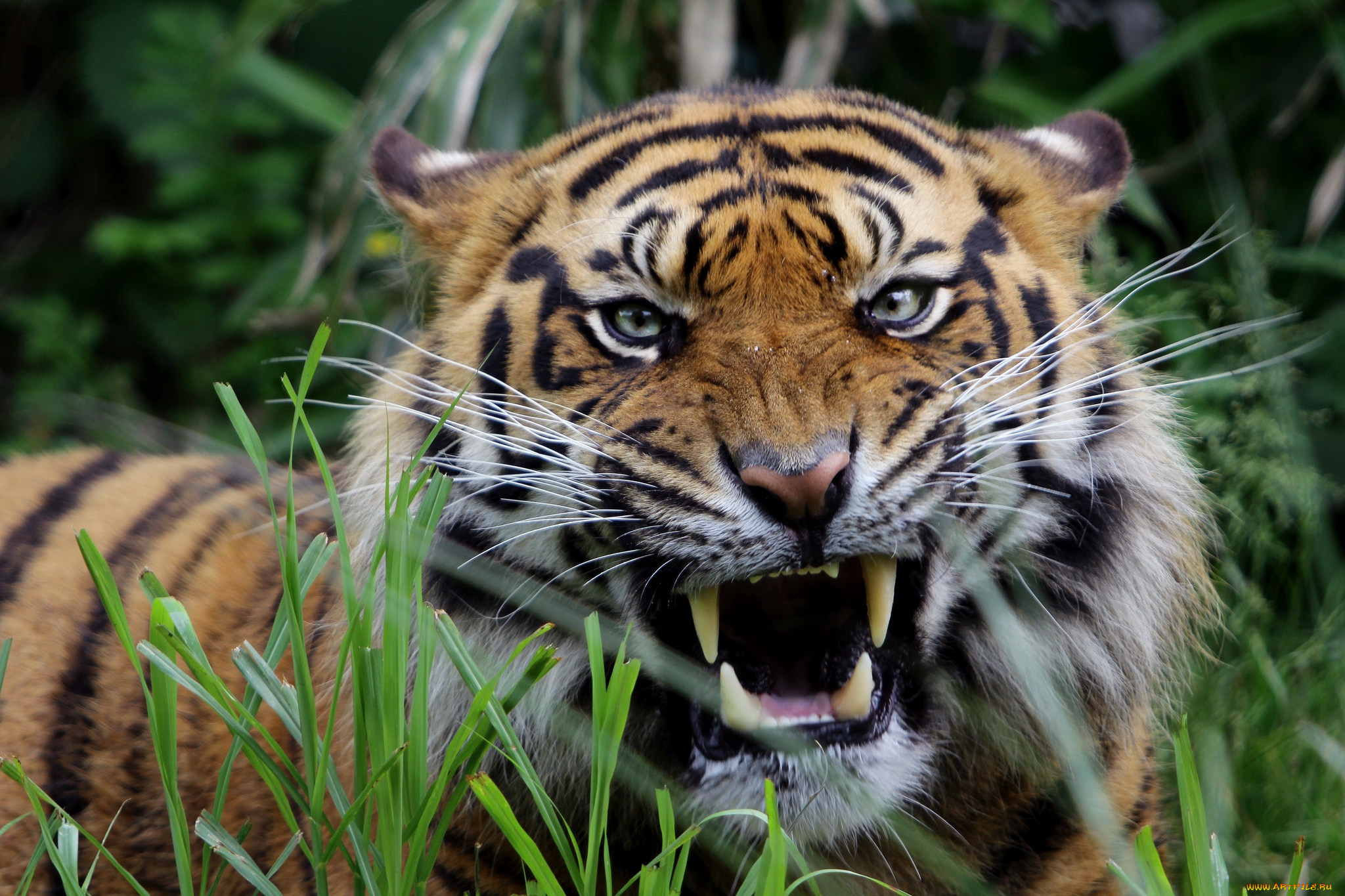 Тигровый картинка