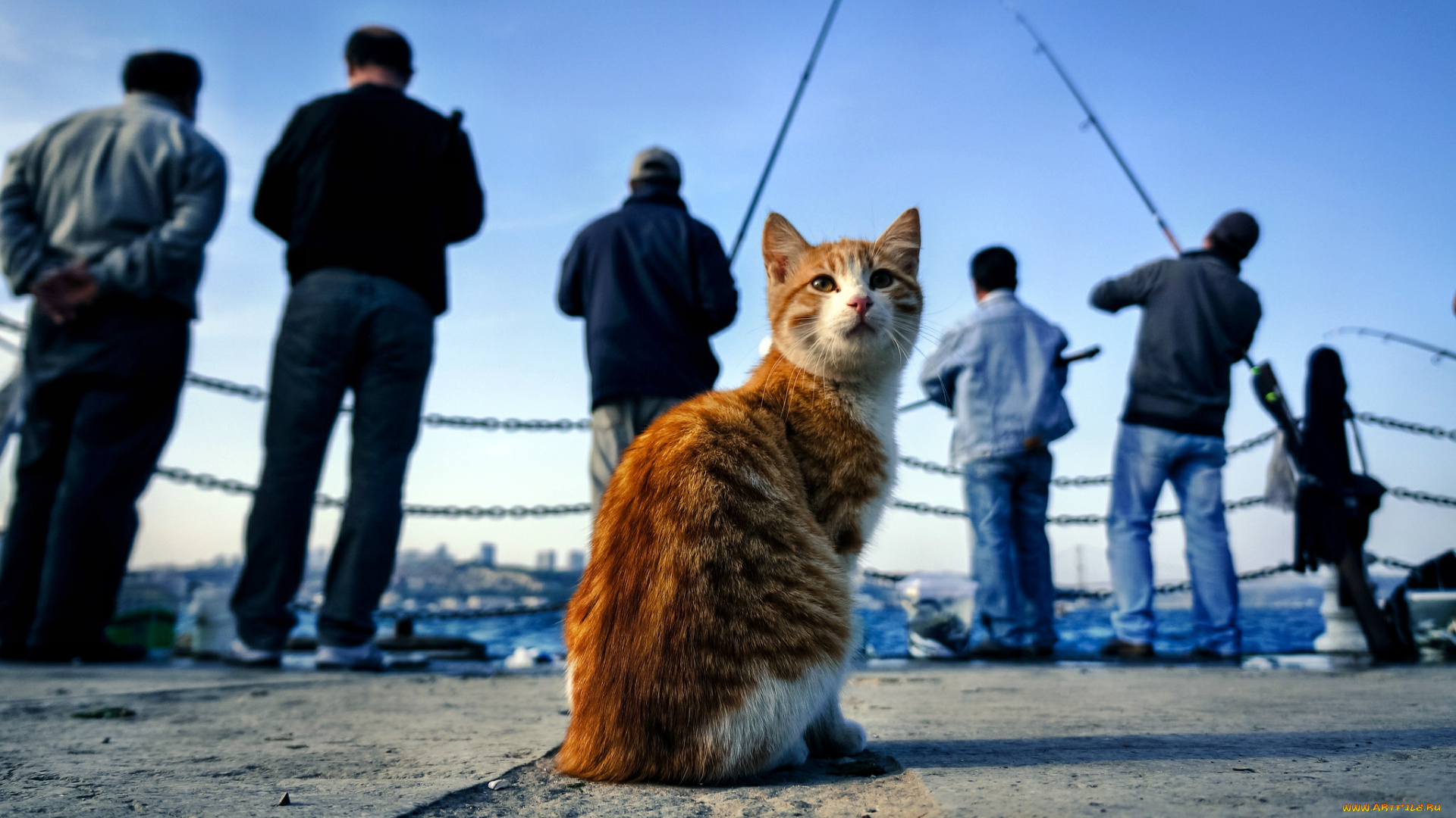 животные, коты, взгляд, кот, рыбаки