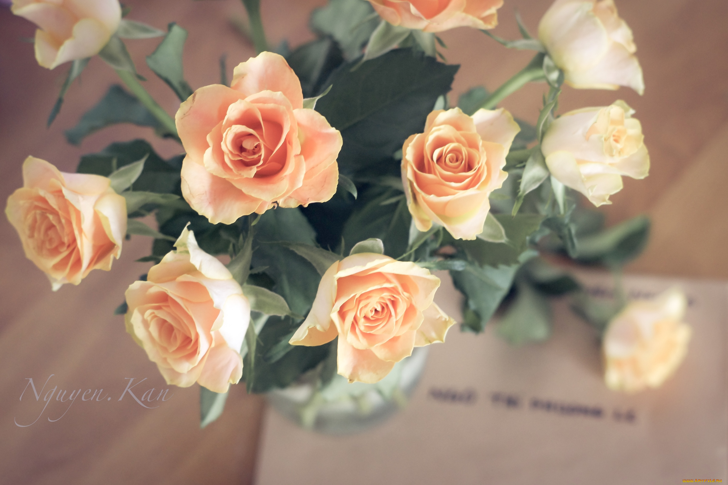 цветы, розы, кремовый