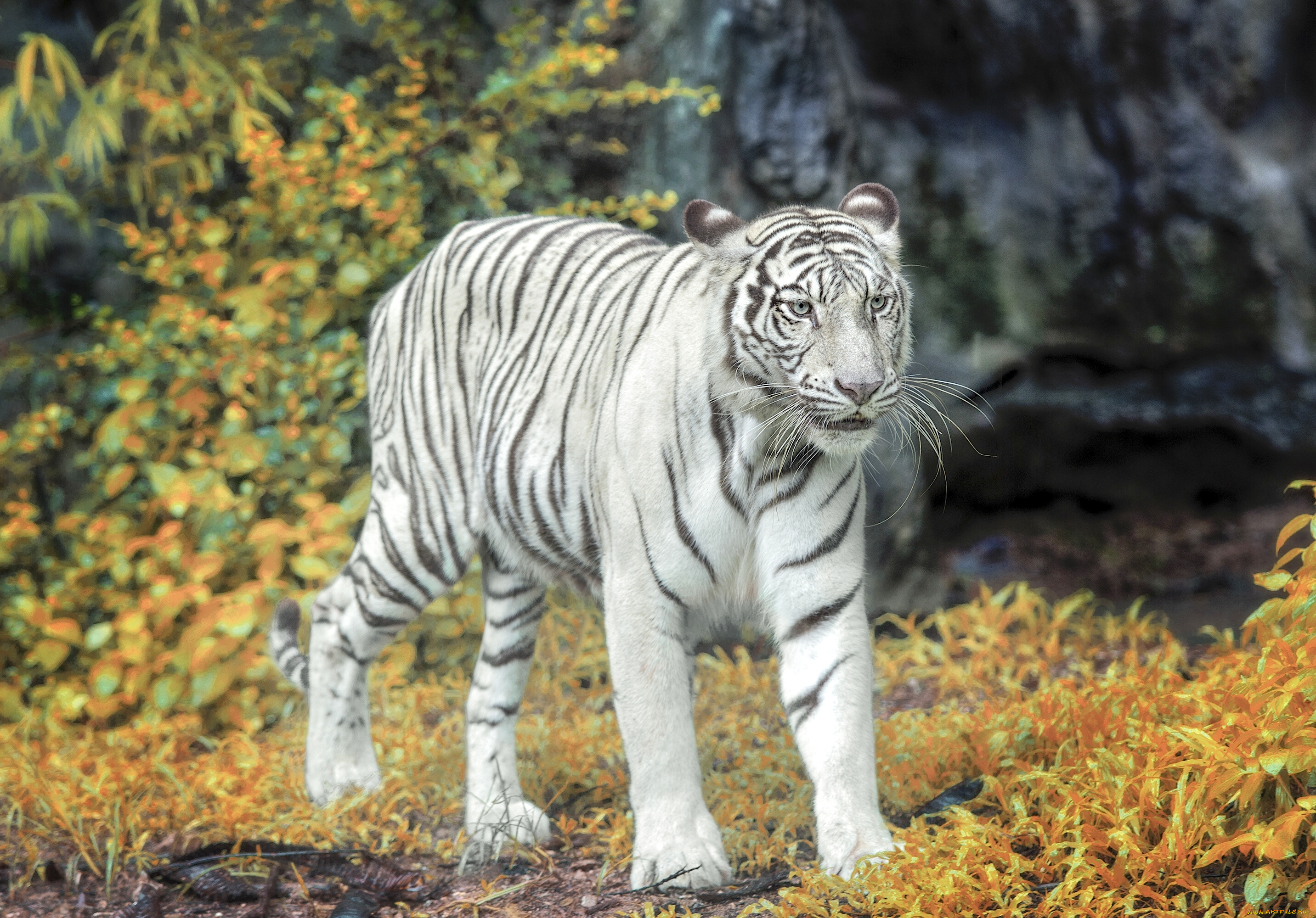 природа животные белый тигр бесплатно