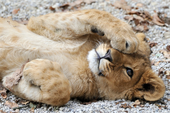 Картинка животные львы львенок