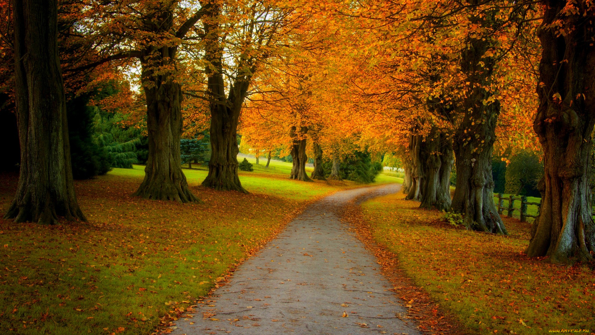 природа, дороги, forest, nature, осень, листья, walk, парк, лес, дорога, деревья, colors, fall, autumn, path, road, colorful, leaves, trees, park