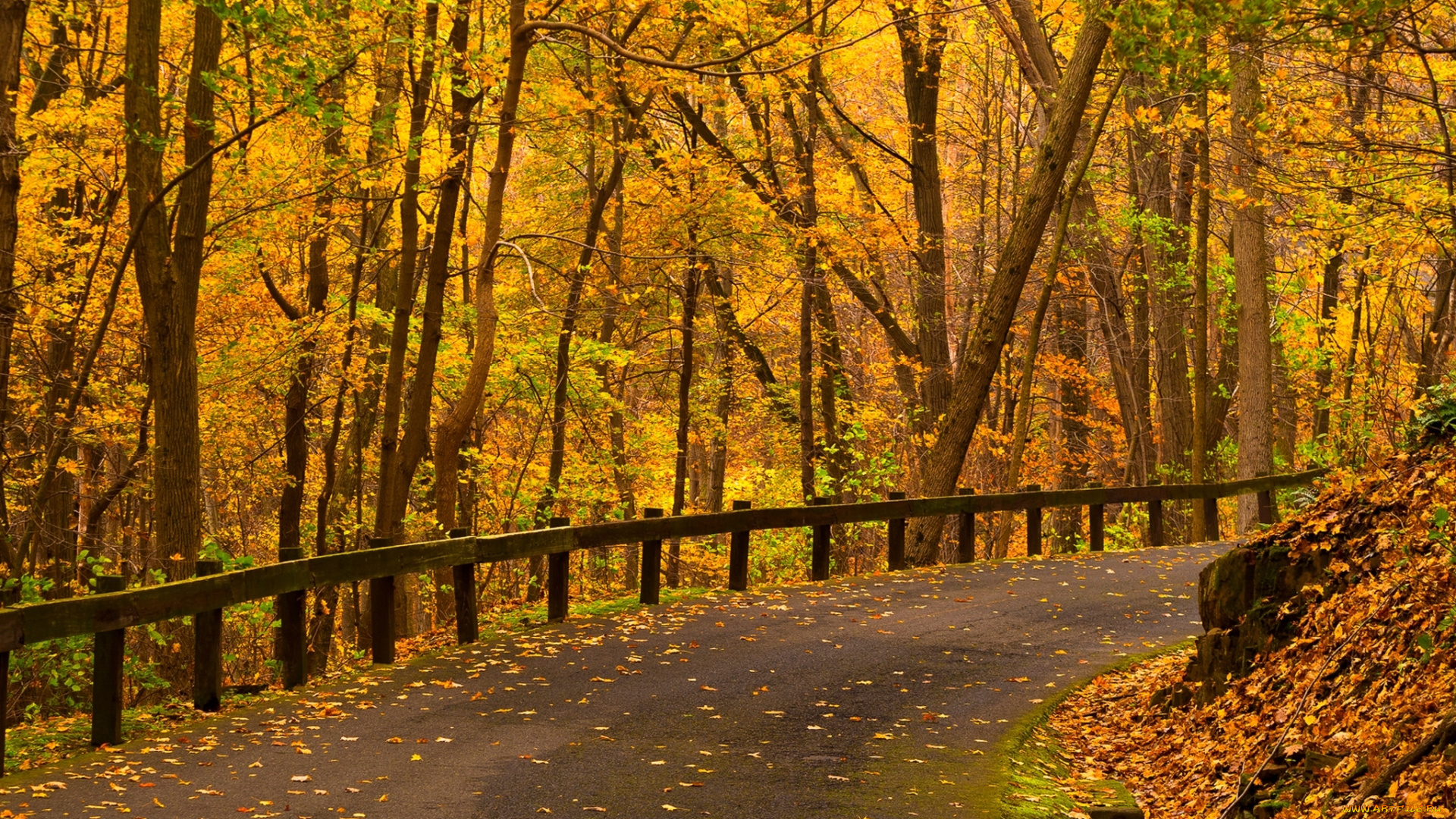 природа, дороги, осень, листья, парк, лес, дорога, деревья, nature, path, road, colorful, leaves, trees, park, forest, walk, colors, fall, autumn