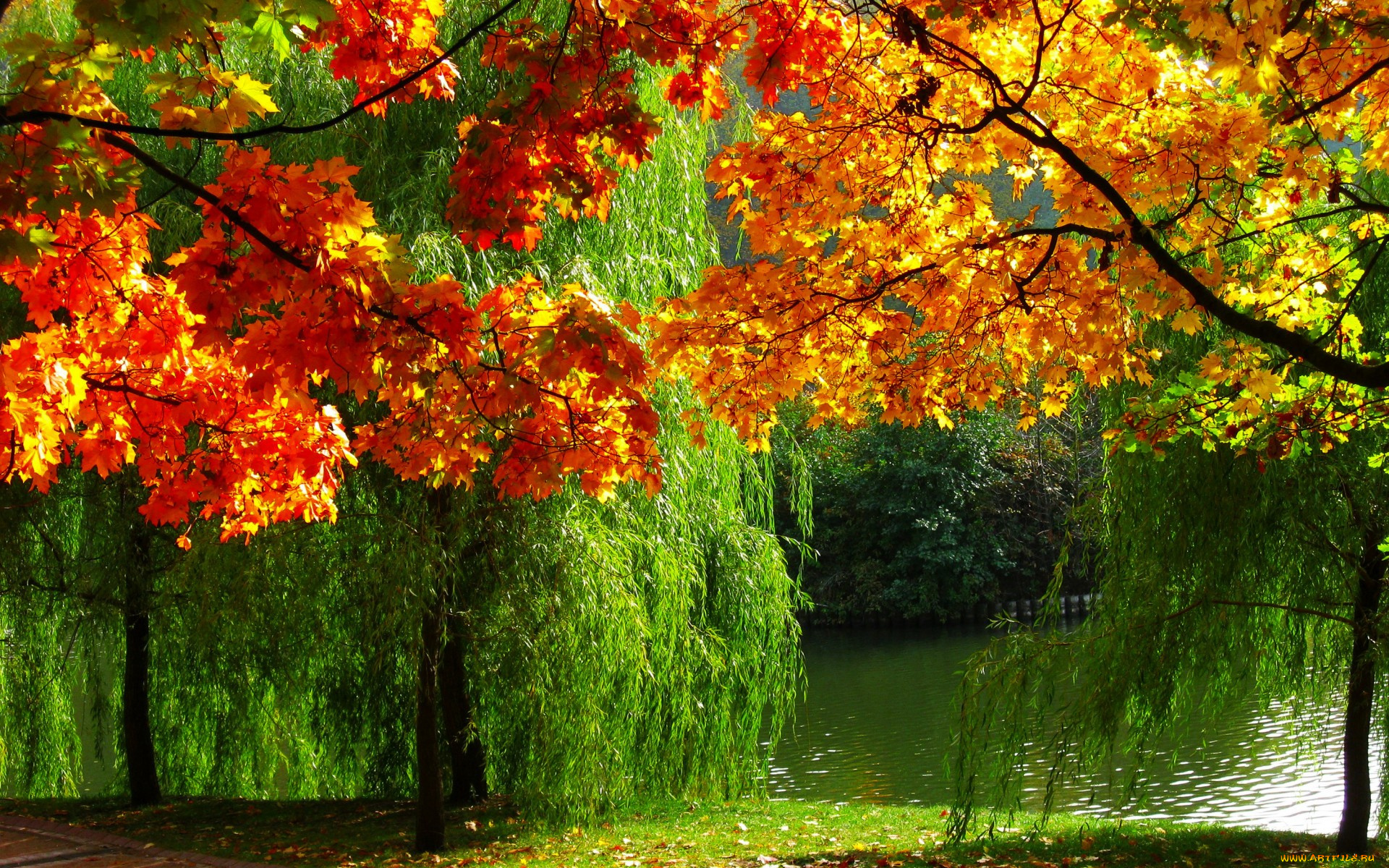 природа, реки, озера, лес, фото, река, осень, листва