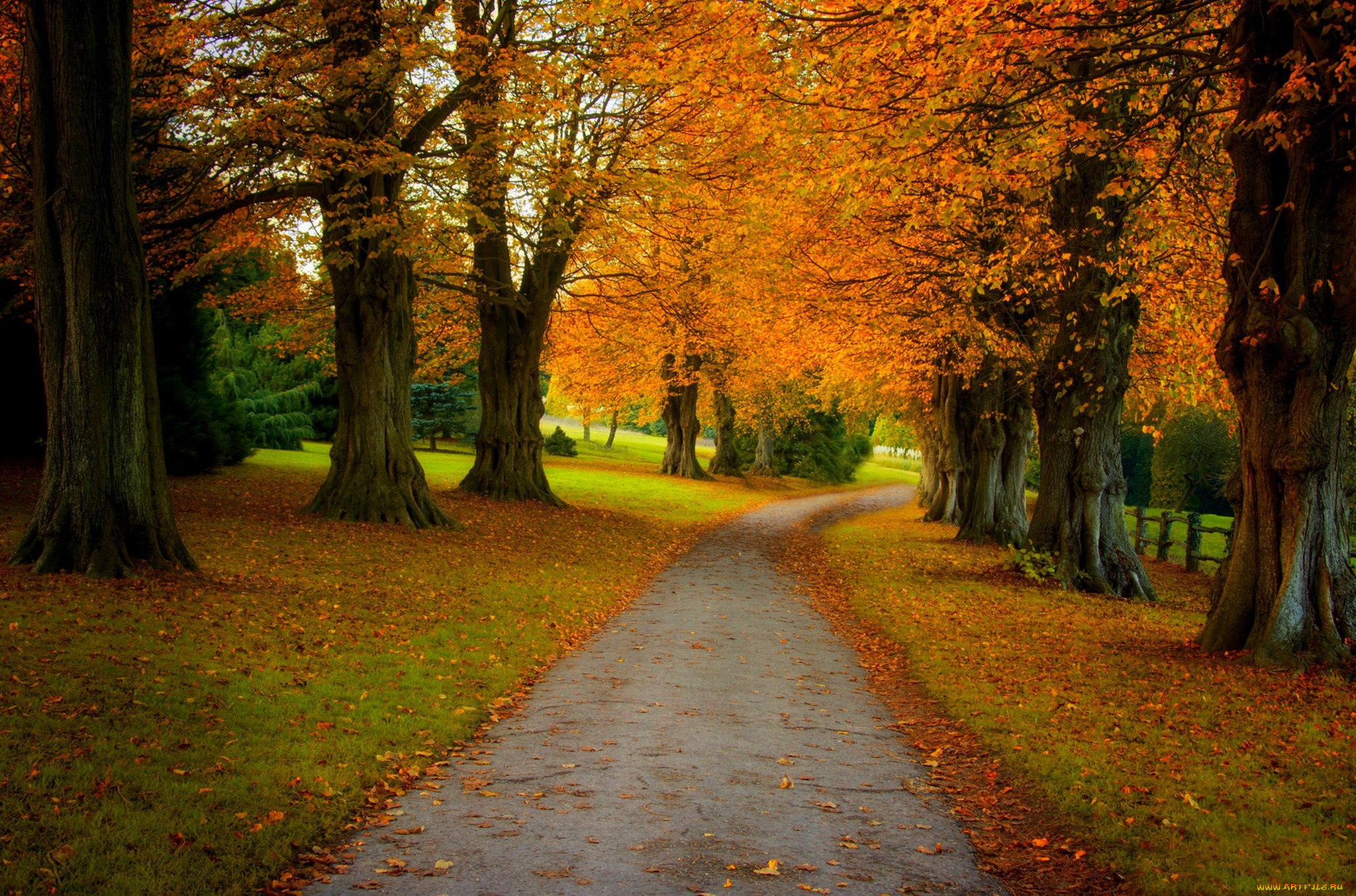 природа, дороги, forest, nature, осень, листья, walk, парк, лес, дорога, деревья, colors, fall, autumn, path, road, colorful, leaves, trees, park