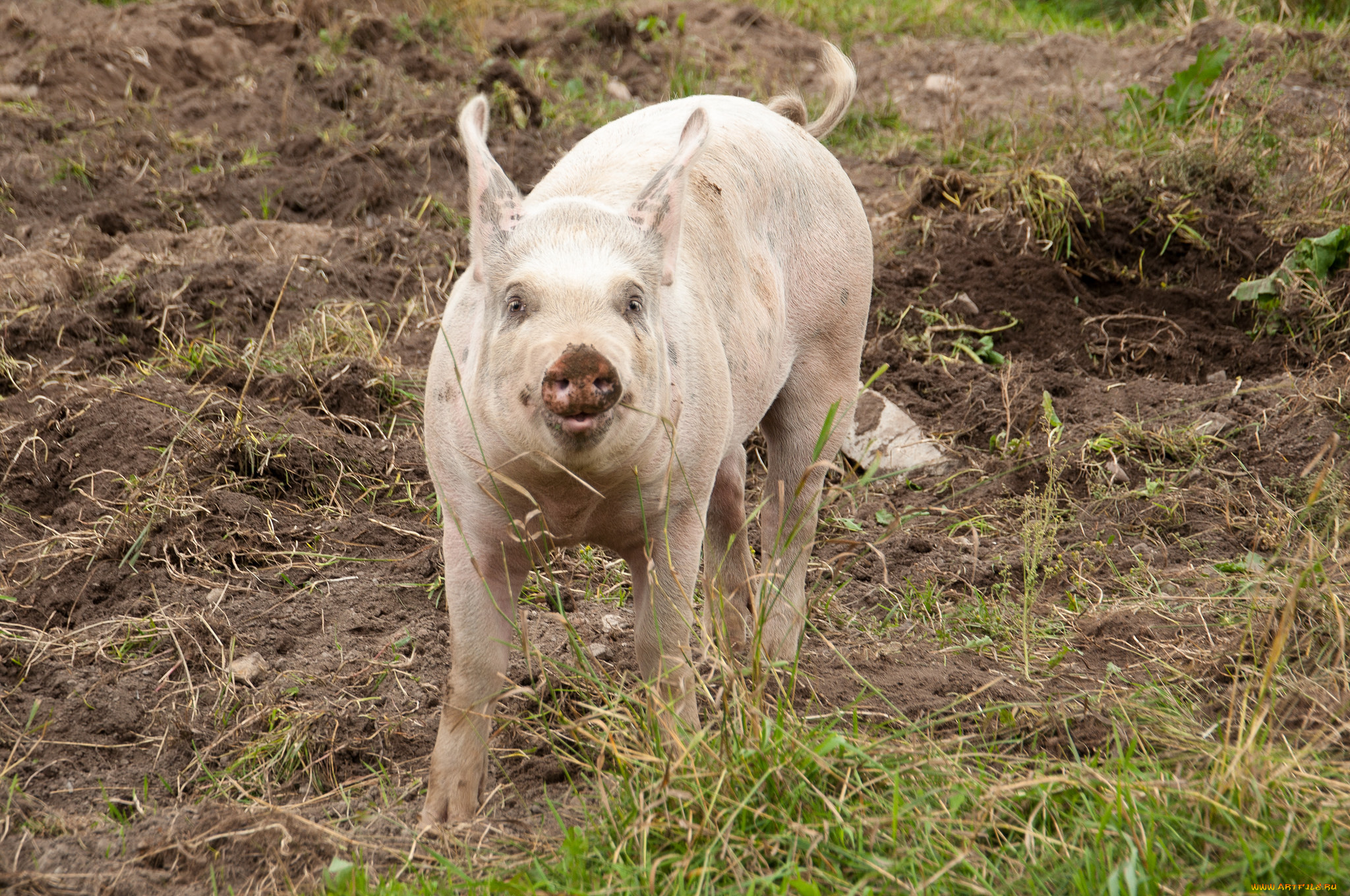 животные, свиньи, , кабаны, свинья, свинка, трава, грязная