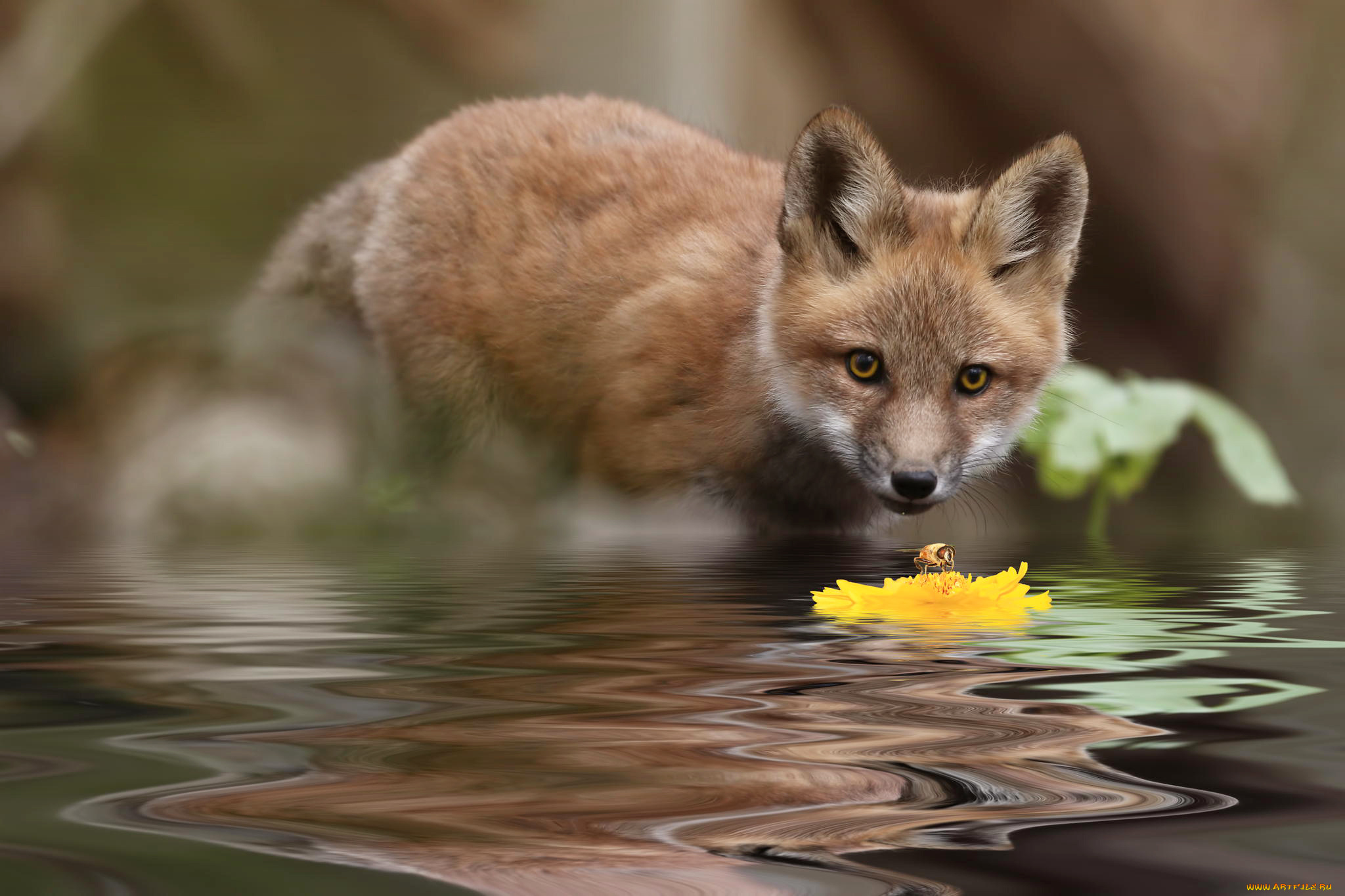 животные, лисы, лиса, цветок, вода, природа, лисёнок