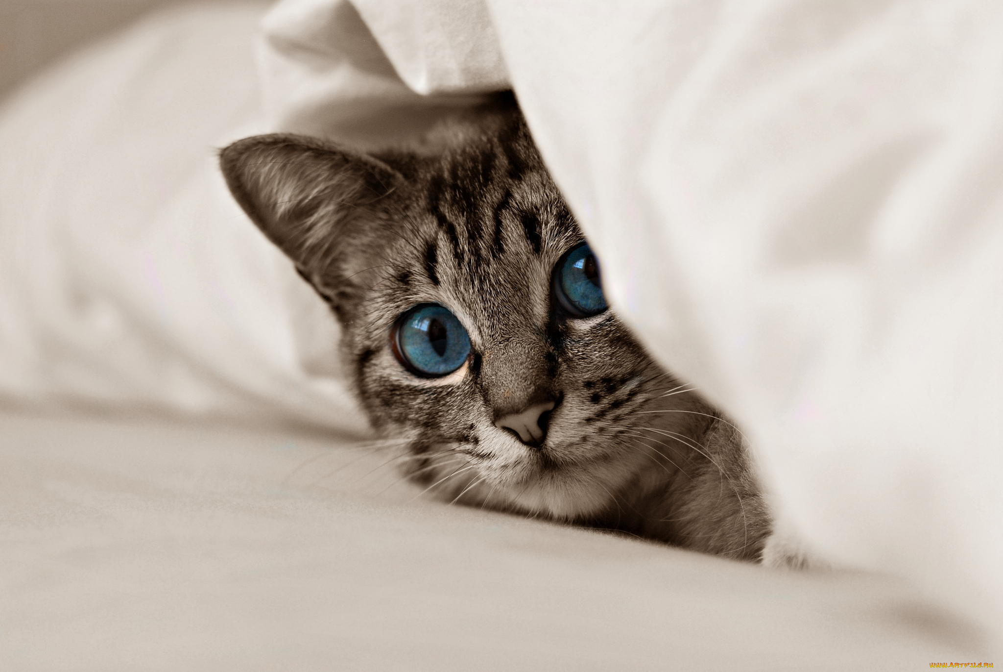 животные, коты, взгляд, голубые, глаза, кот, котёнок, ткань