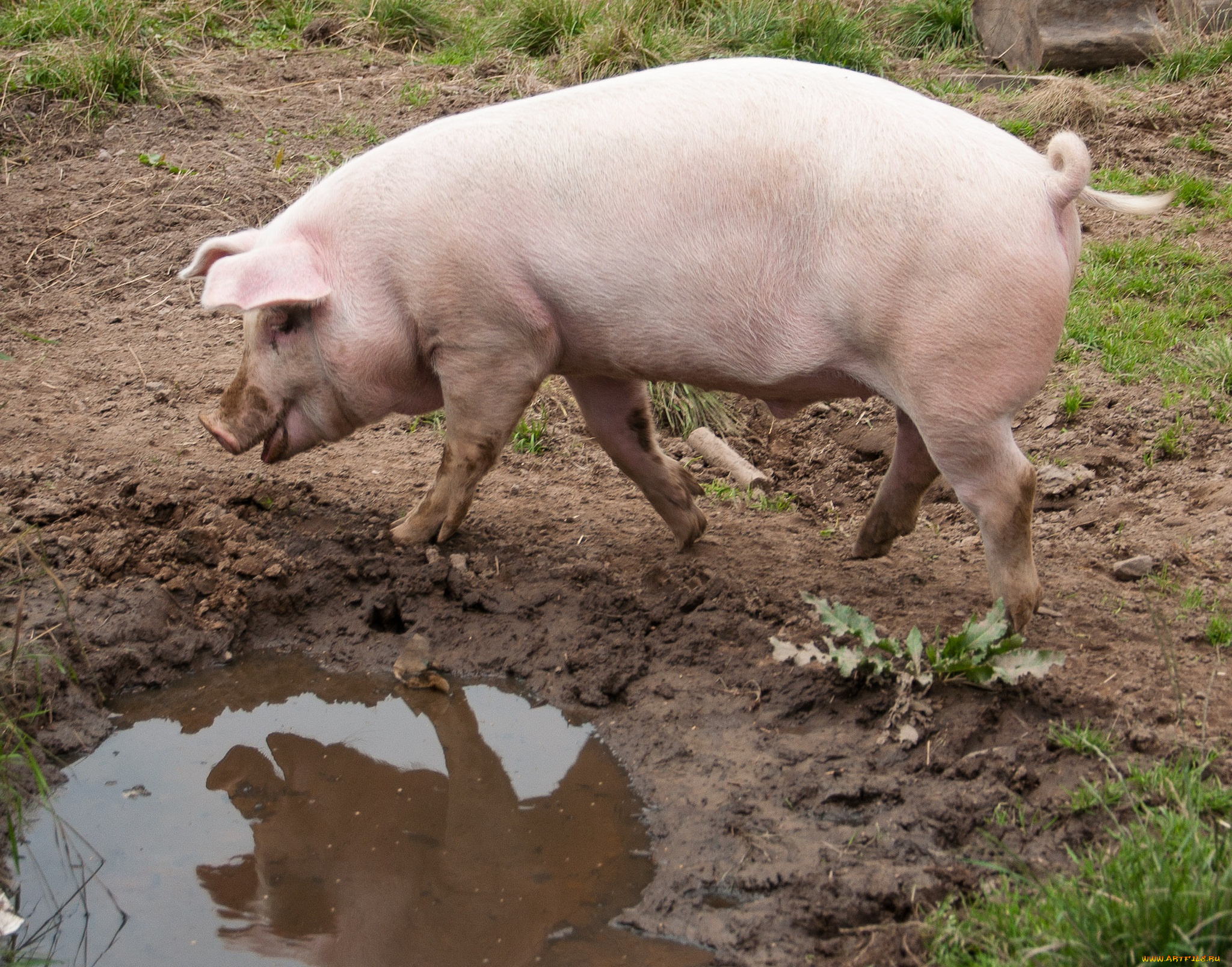 животные, свиньи, , кабаны, лужа, бежит, трава, грязь, свинья, свинка, отражение