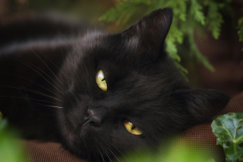 Картинка животные коты коте киса чёрная взгляд прищур хитрая