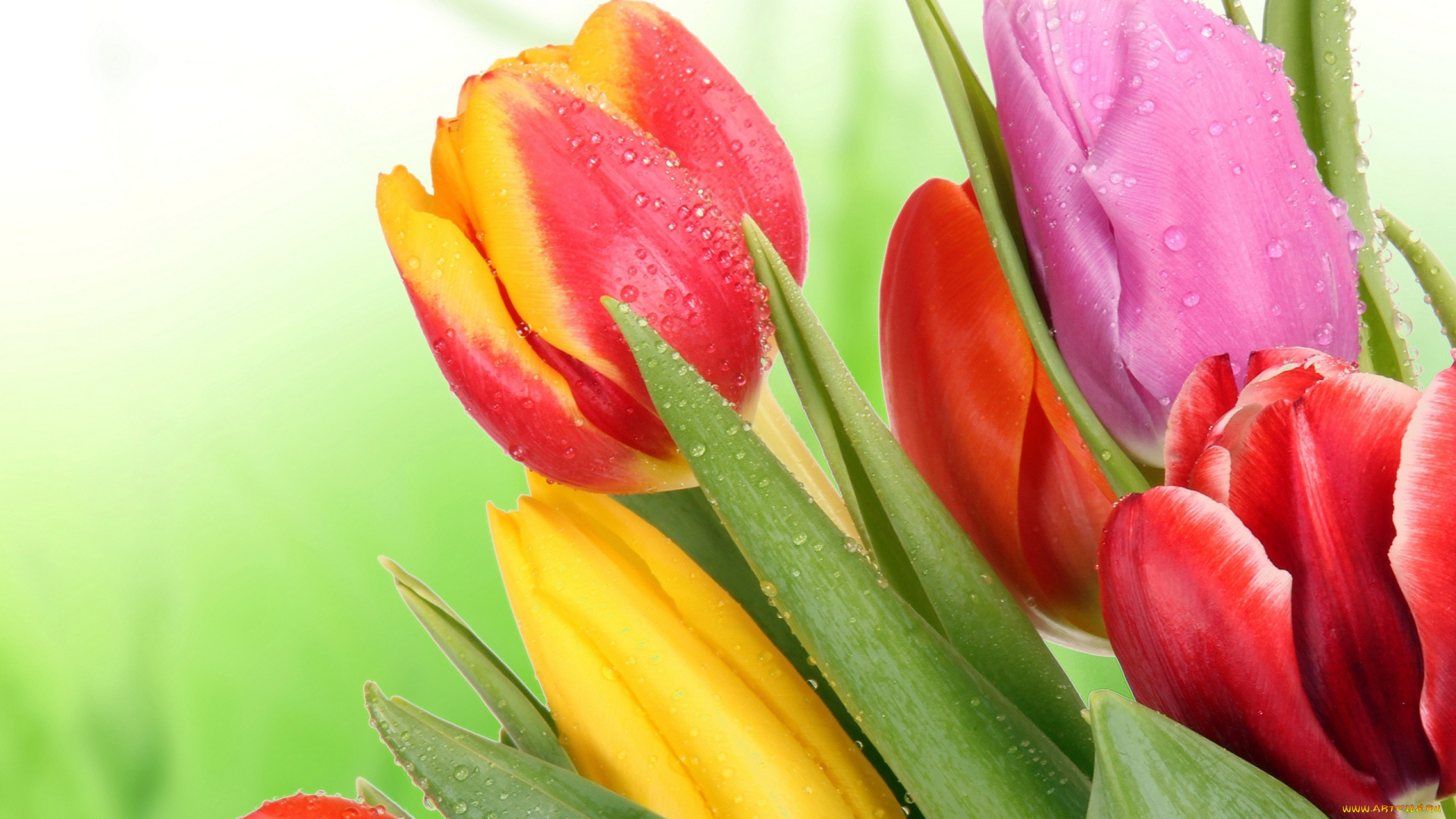 цветы, тюльпаны, tulip
