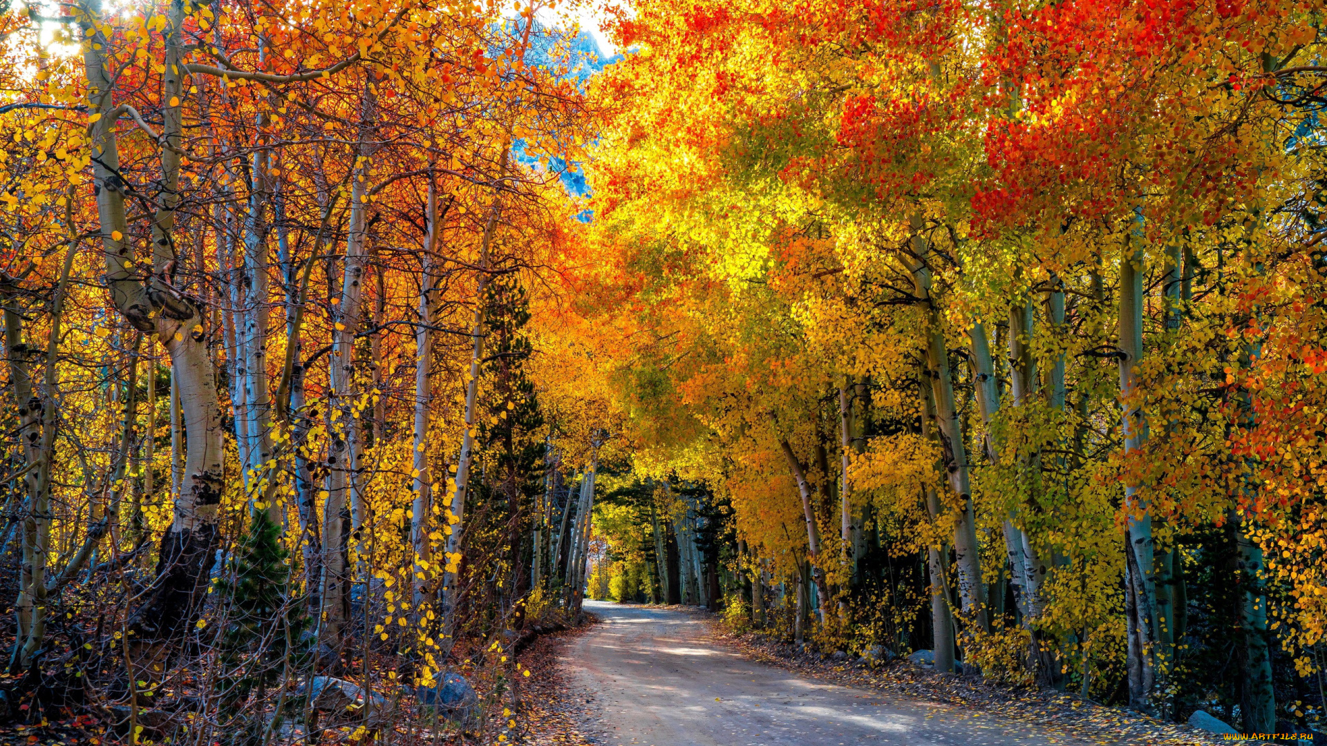 природа, дороги, березы, осень, дорога, листопад