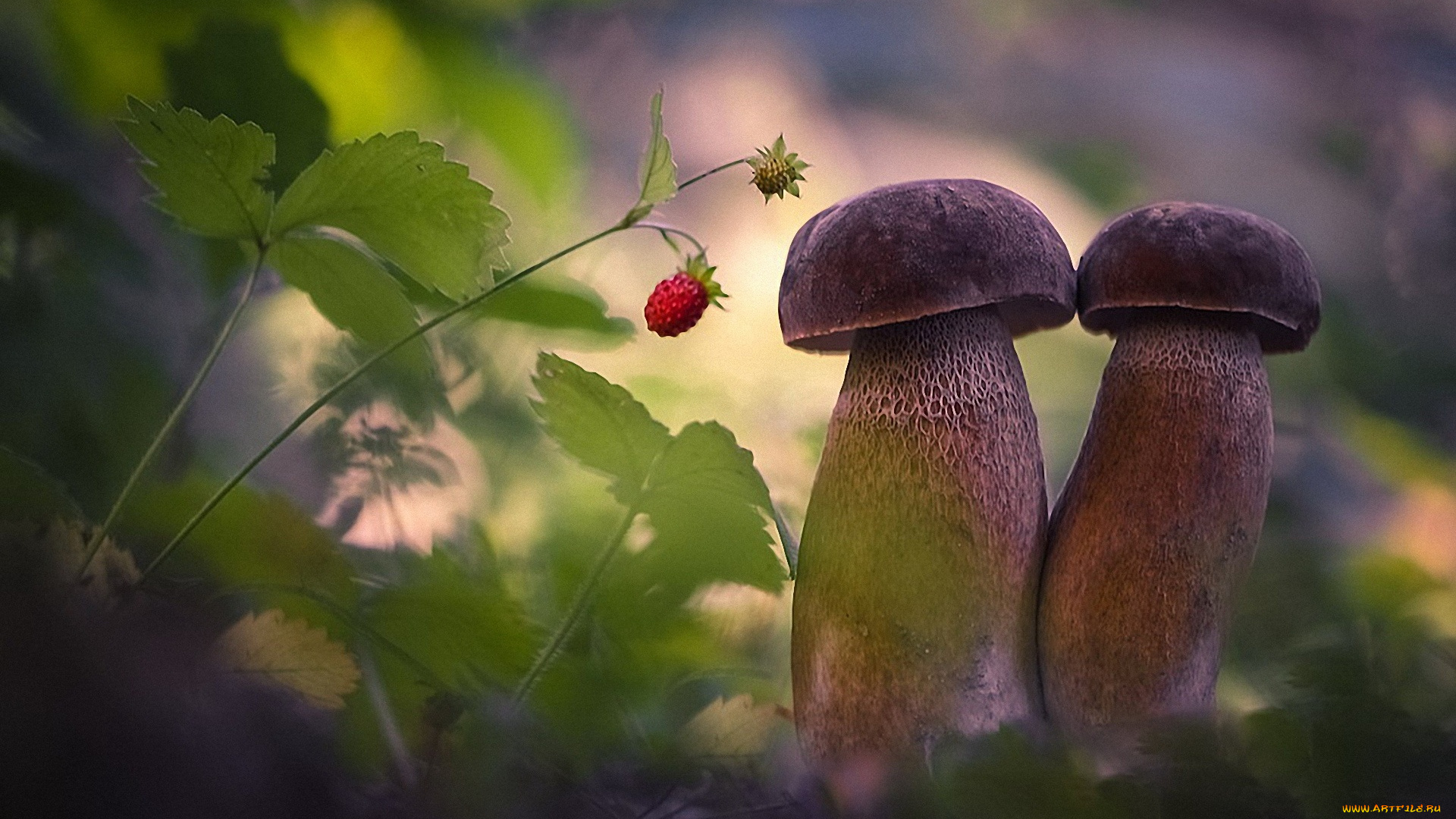 природа, грибы, дуэт