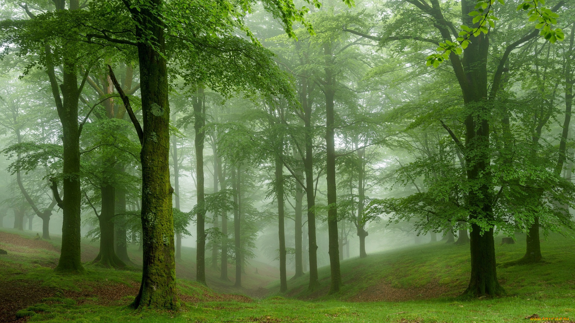 природа, лес, туман, зеленые, деревья