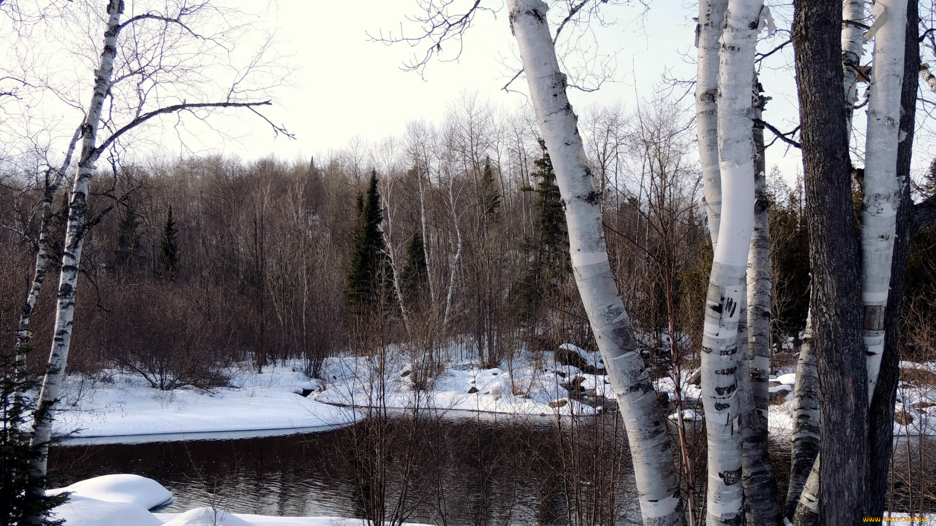 природа деревья березы снег река без смс