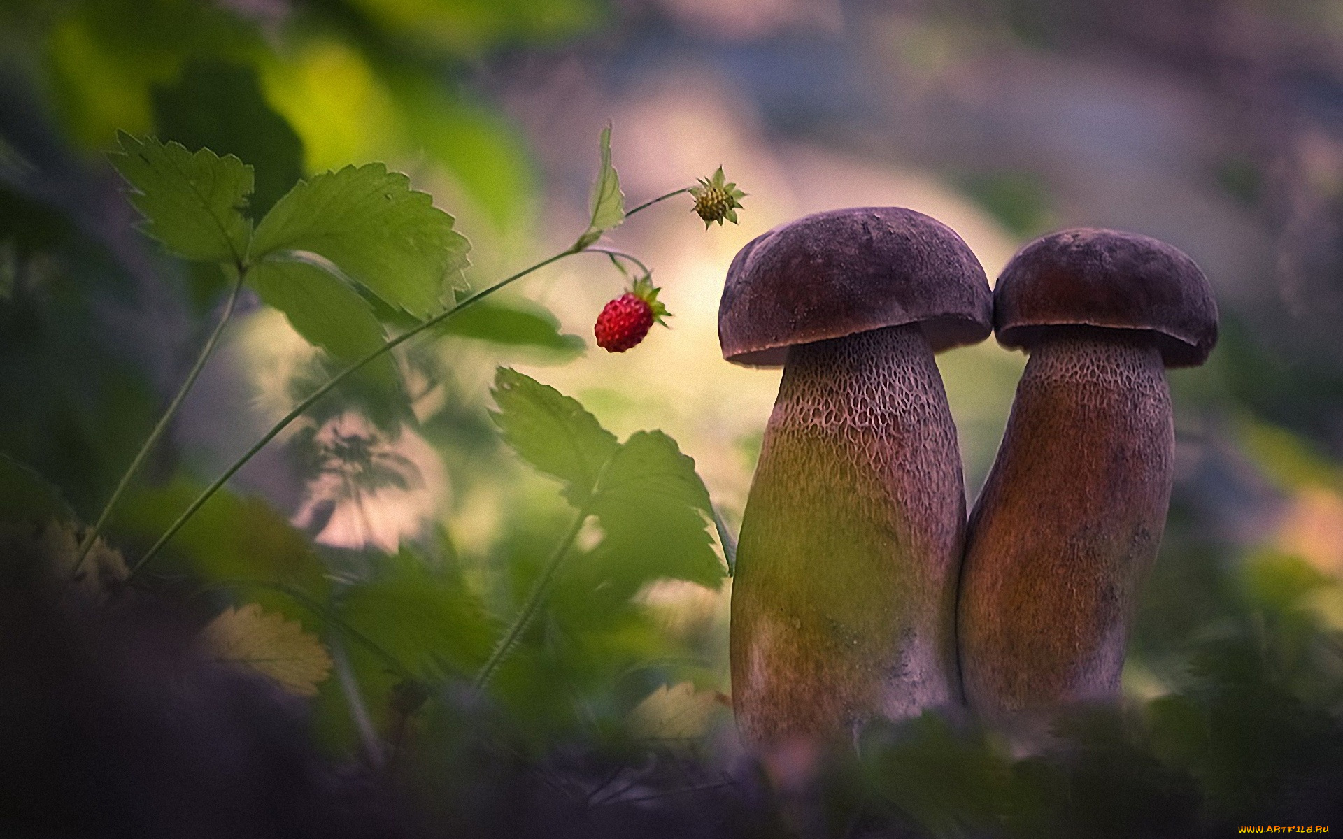 природа, грибы, дуэт