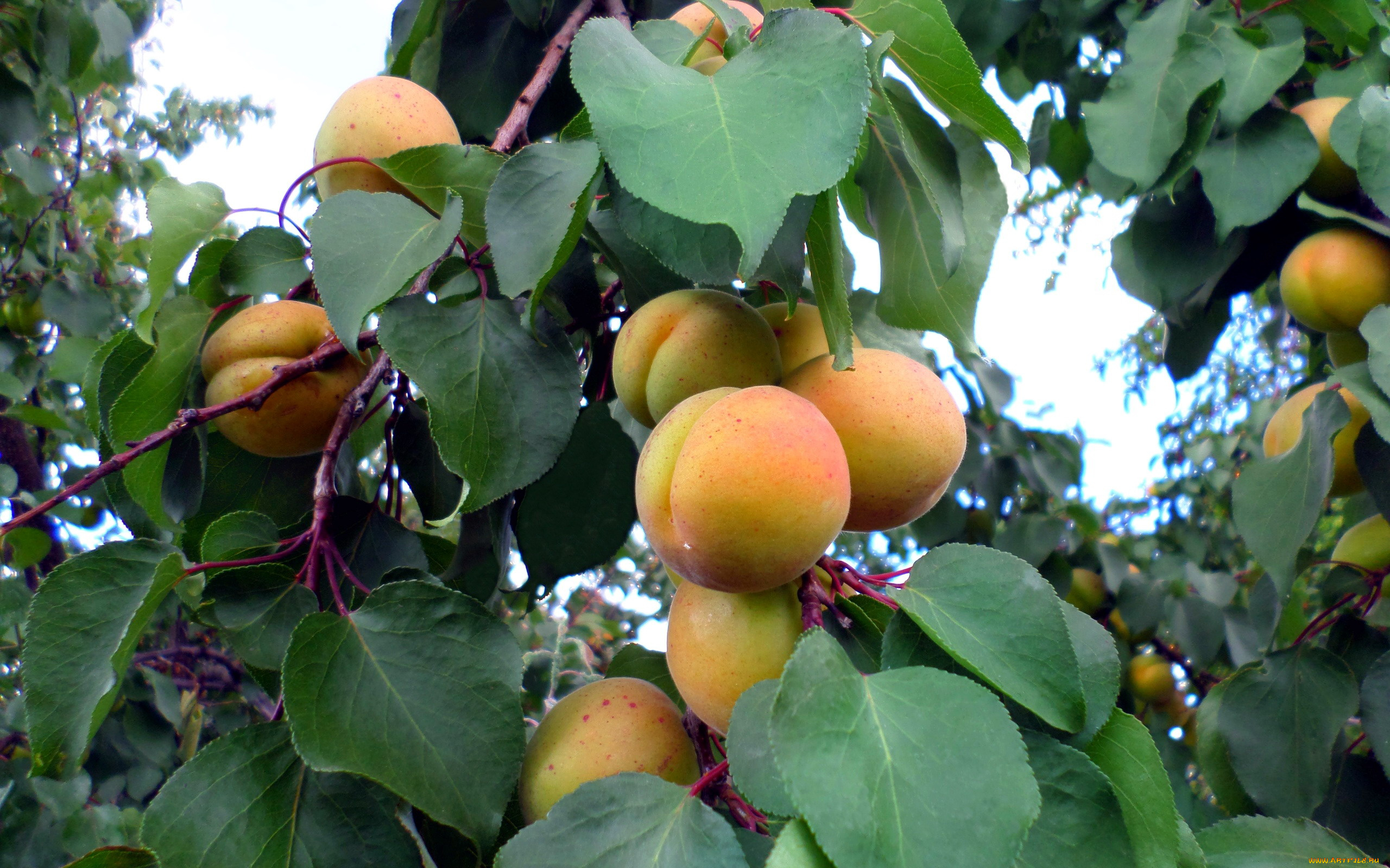 природа, плоды, абрикосы