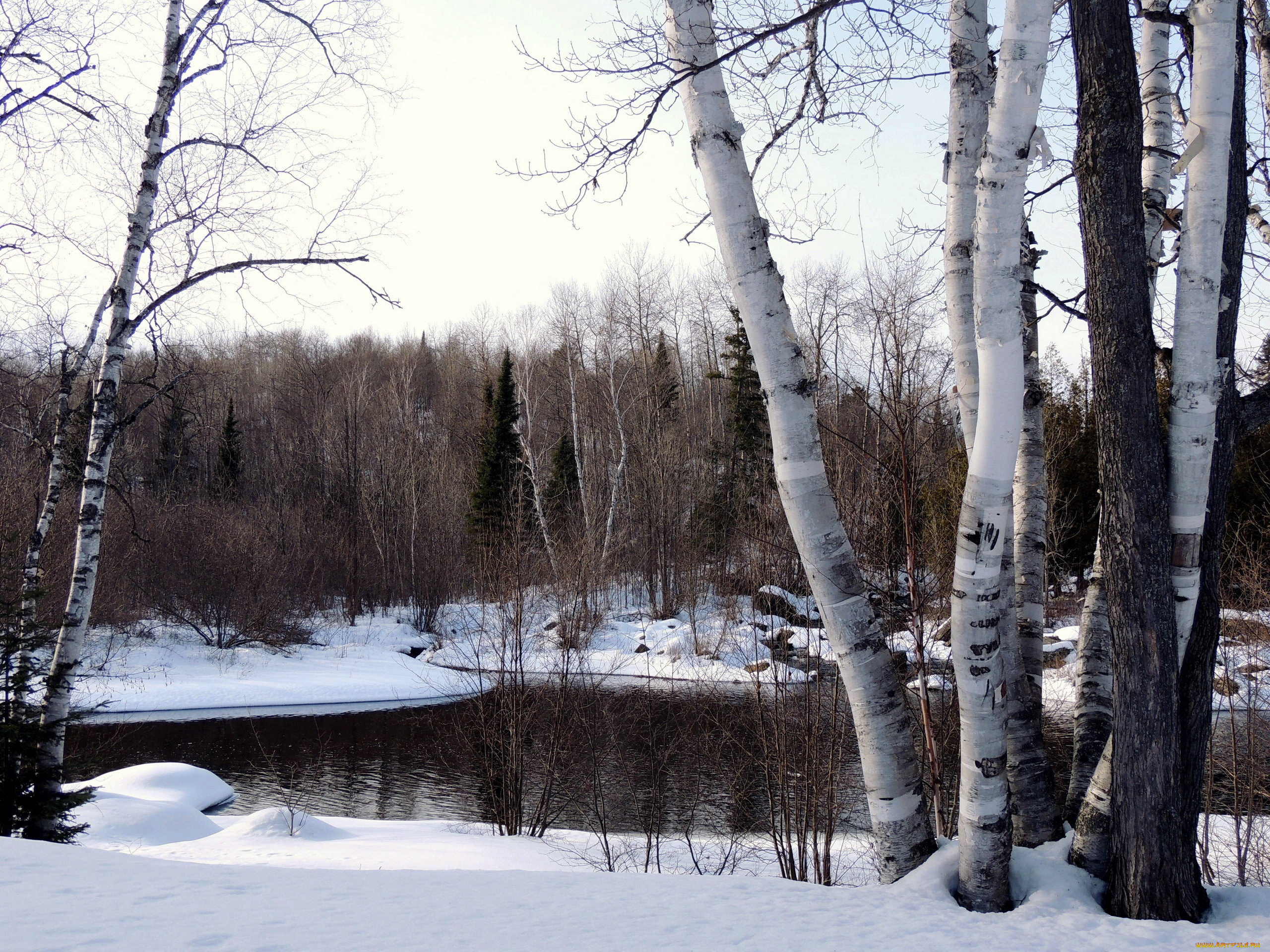 природа, зима, березы, снег, река