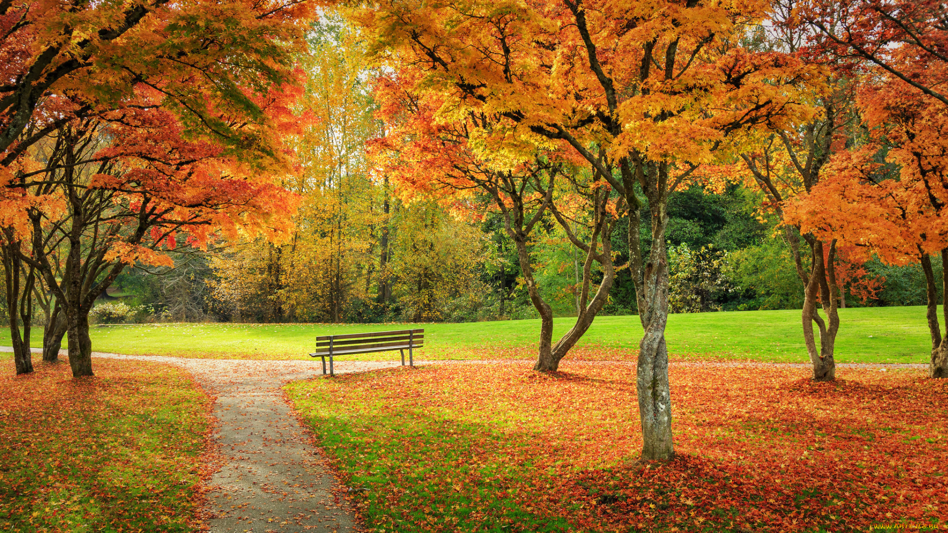 природа, парк, осень, деревья