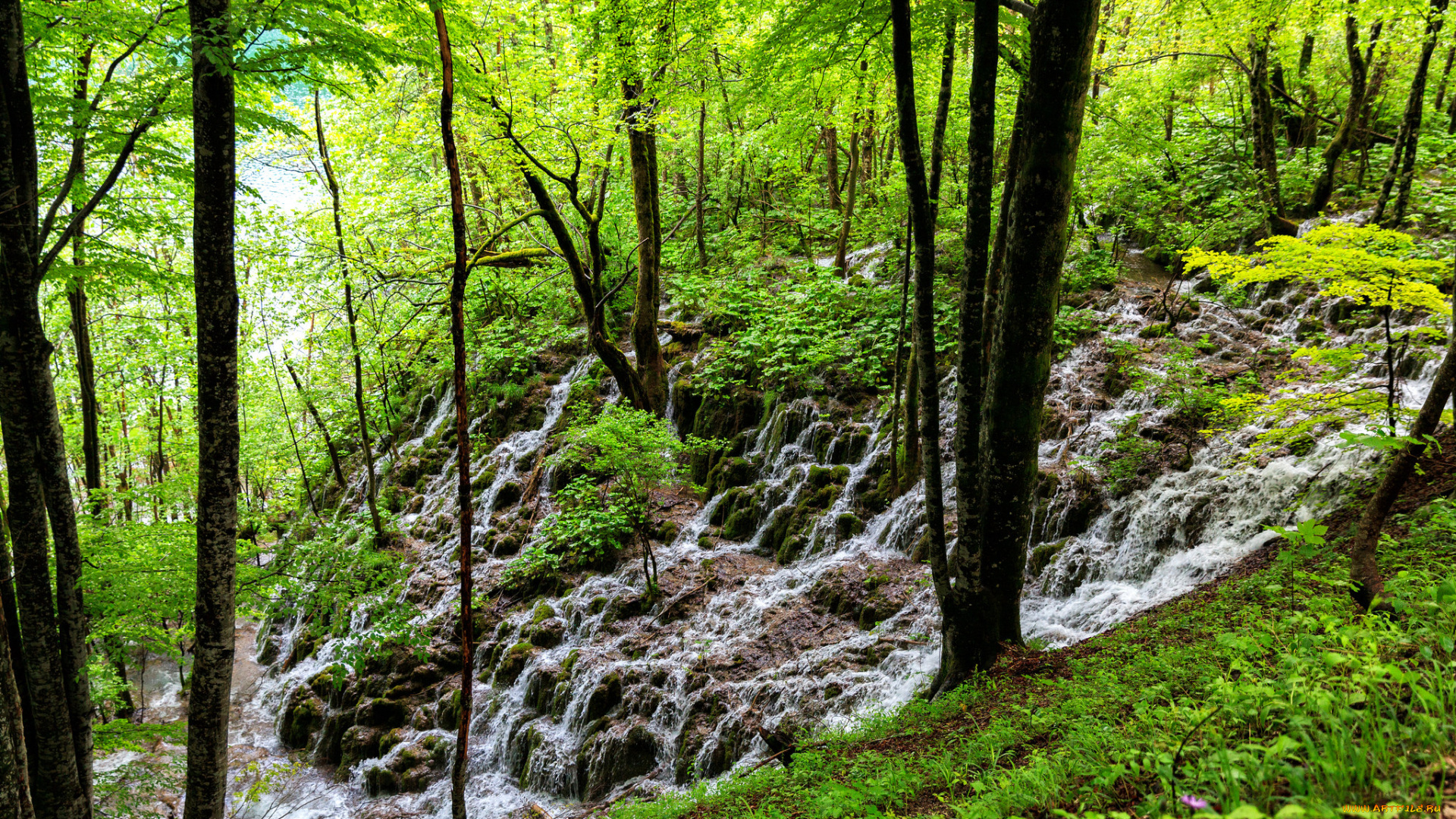 природа, водопады, лес, река, камни