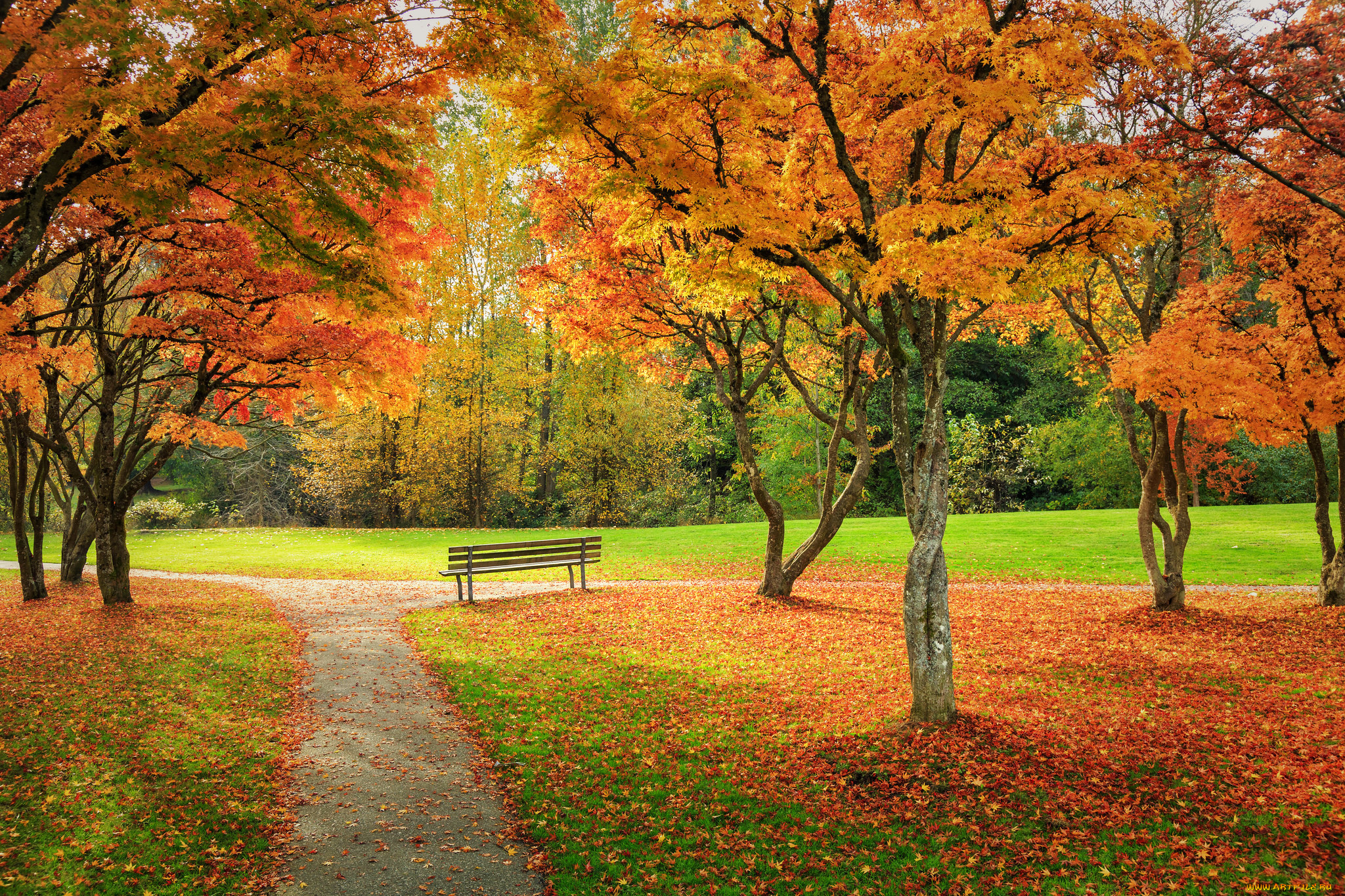 природа, парк, осень, деревья