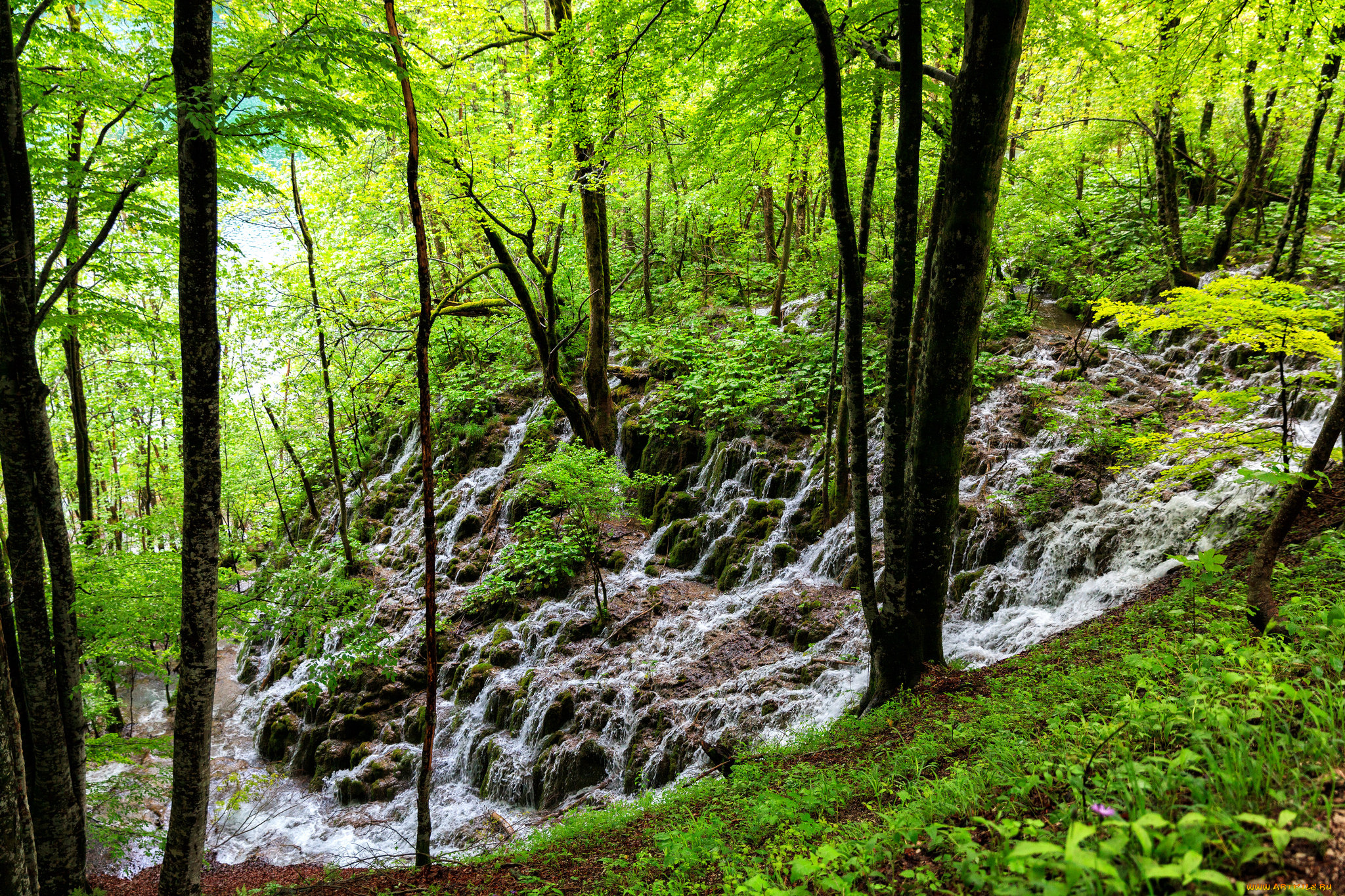 природа, водопады, лес, река, камни