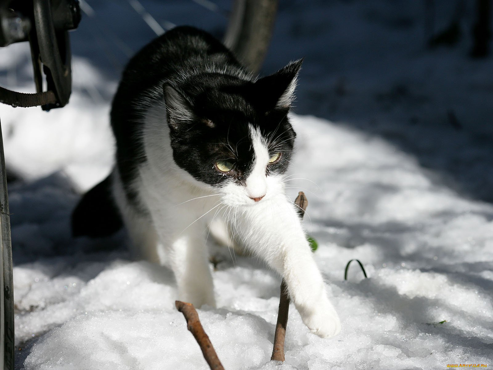 животные, коты