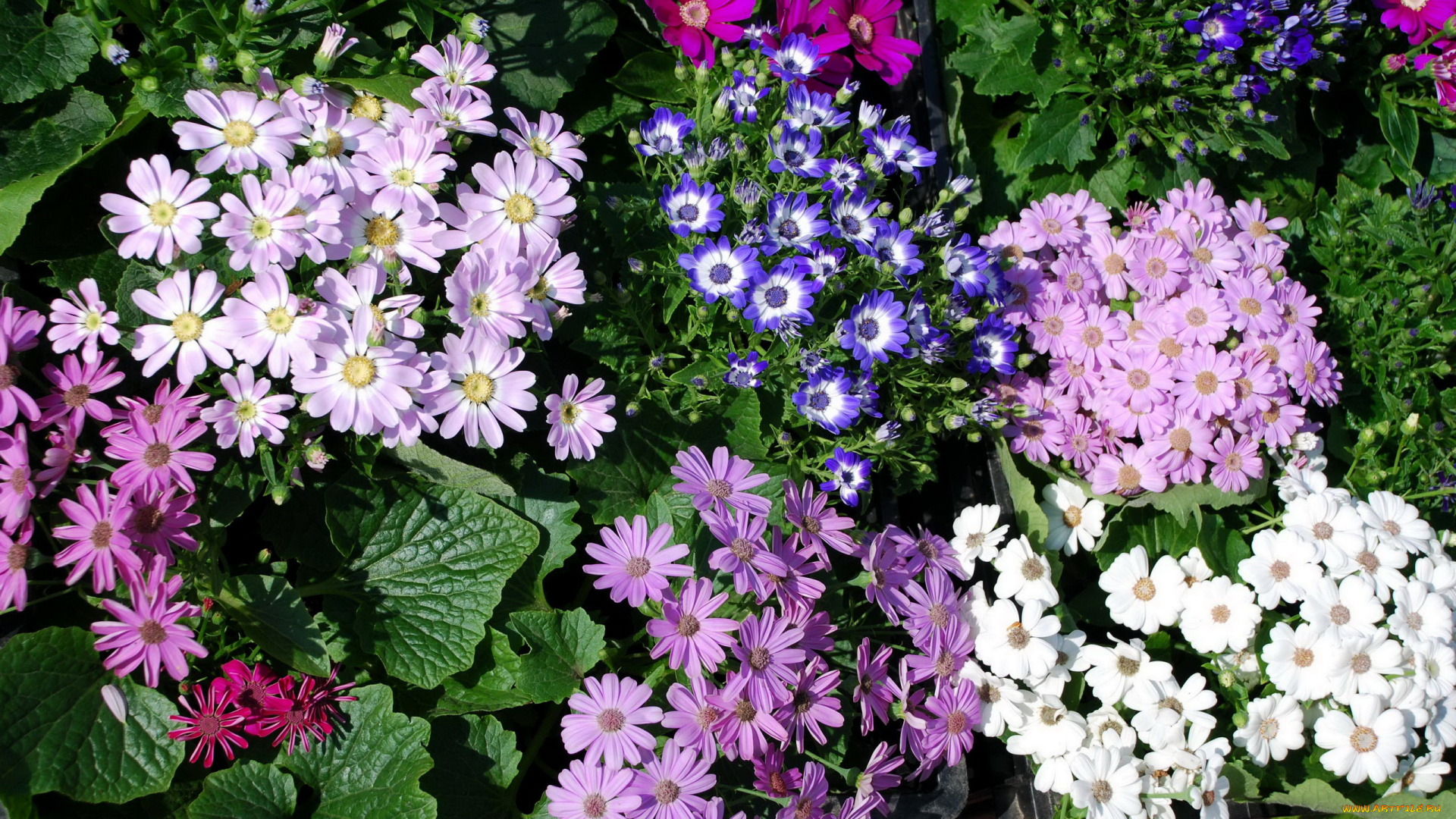 цветы, цинерария, сиреневые, розовые, фиолетовые, белые