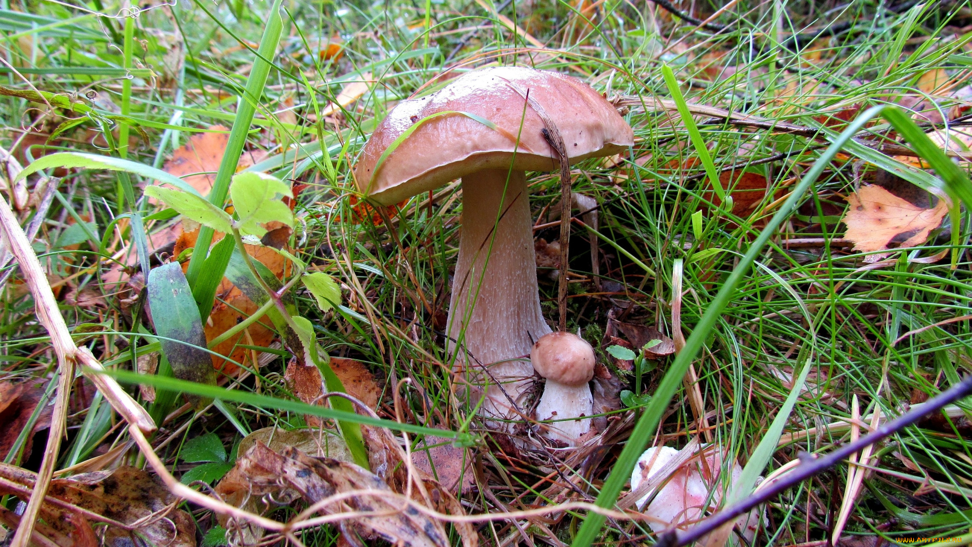 природа, грибы, большой, маленький, белый, гриб, боровик, трава