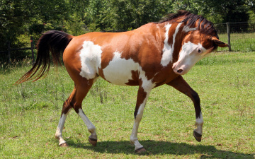 Картинка животные лошади пегий конь лошадь