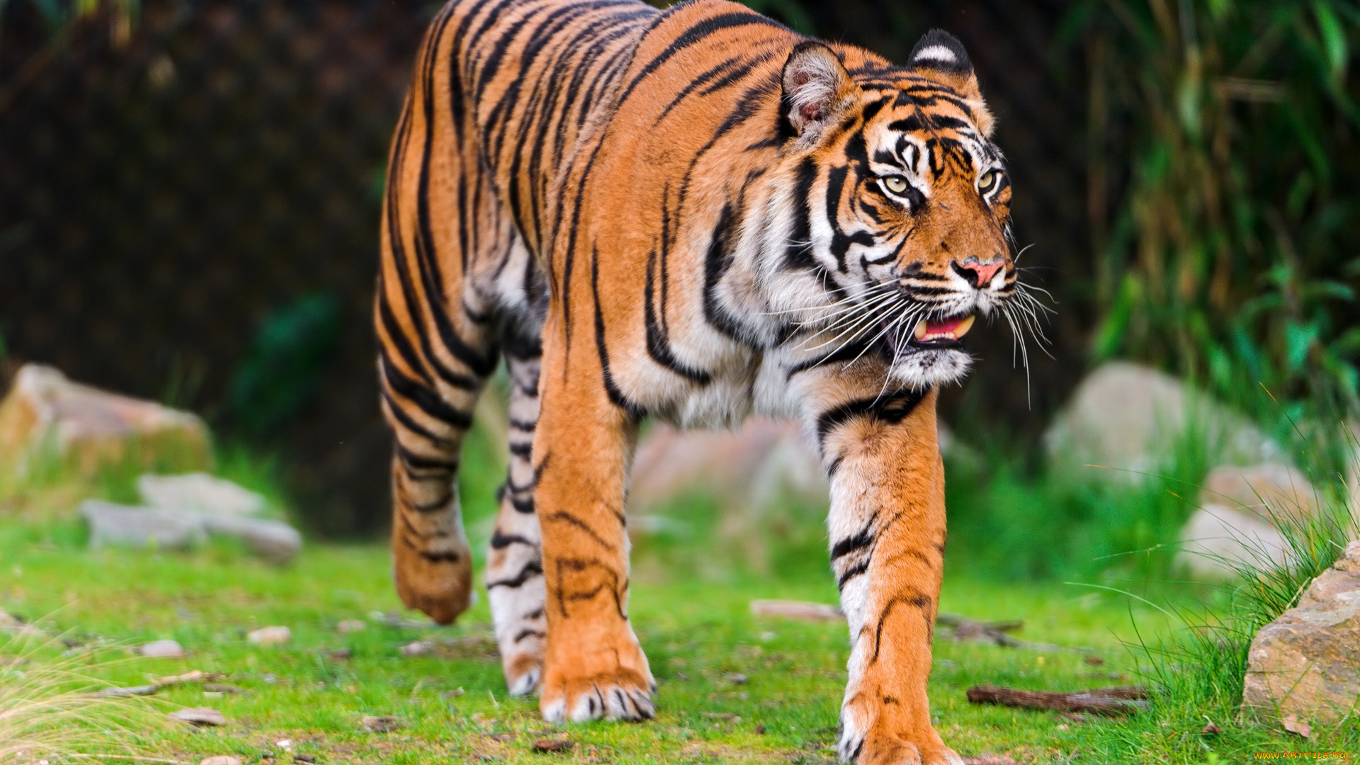 sumatran, tiger, животные, тигры, кошка, хищник, суматранский, тигр