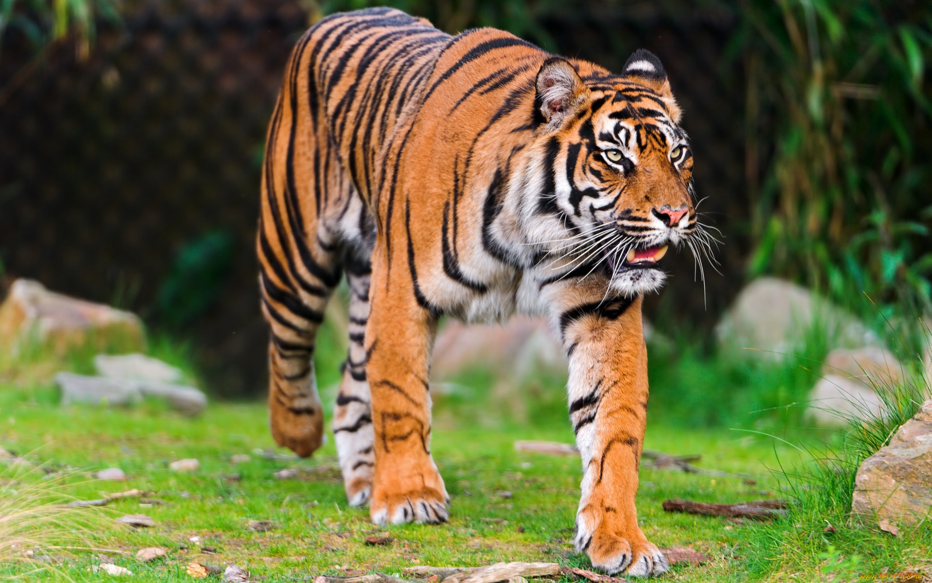 sumatran, tiger, животные, тигры, кошка, хищник, суматранский, тигр