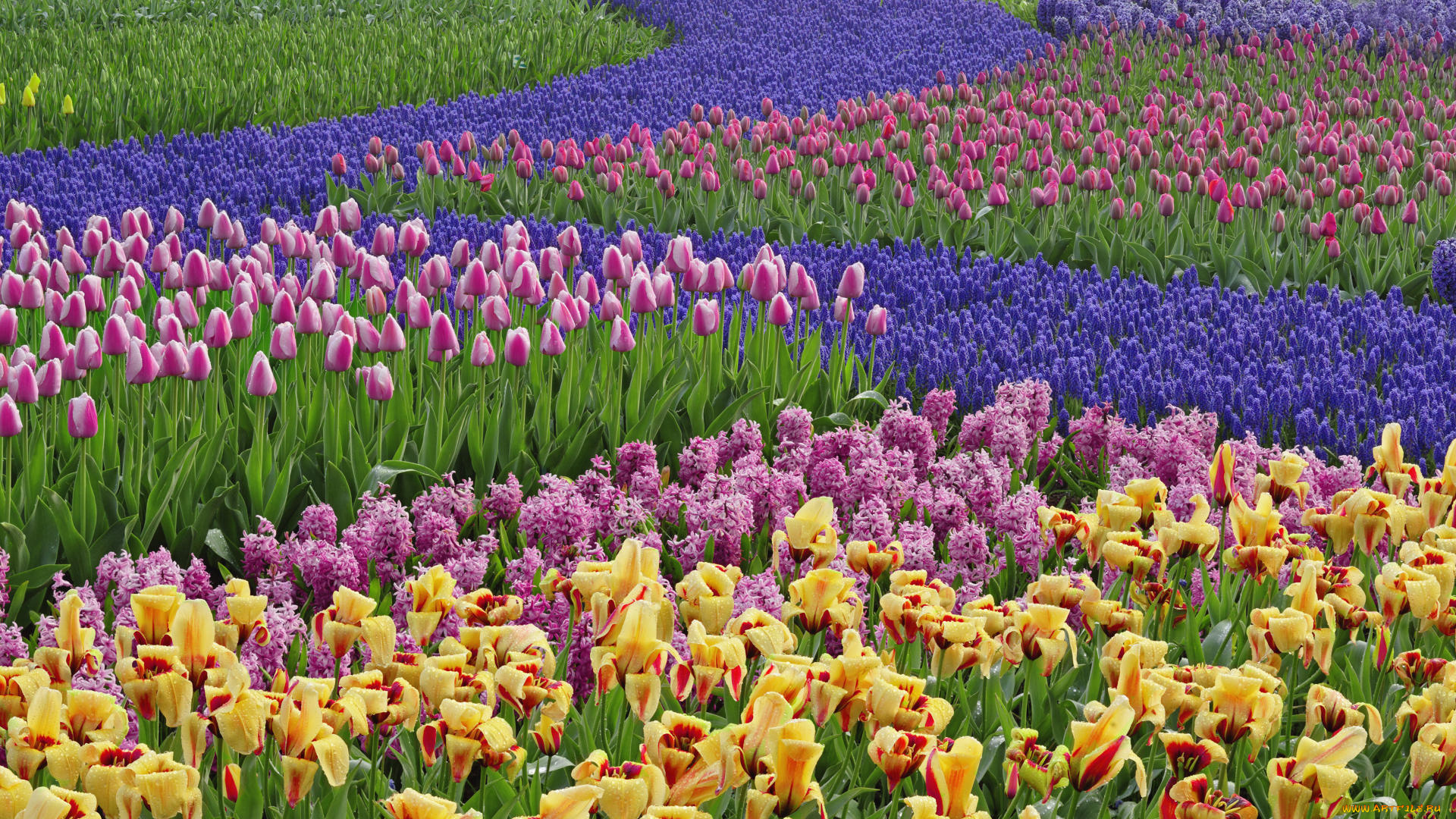 цветы, разные, вместе, гиацинты, нидерланды, тюльпаны