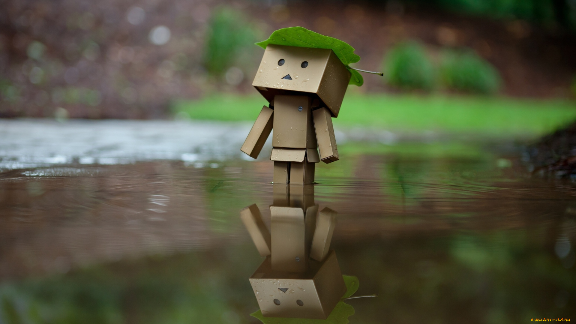 разное, данбо, , danboard, вода, коробочка