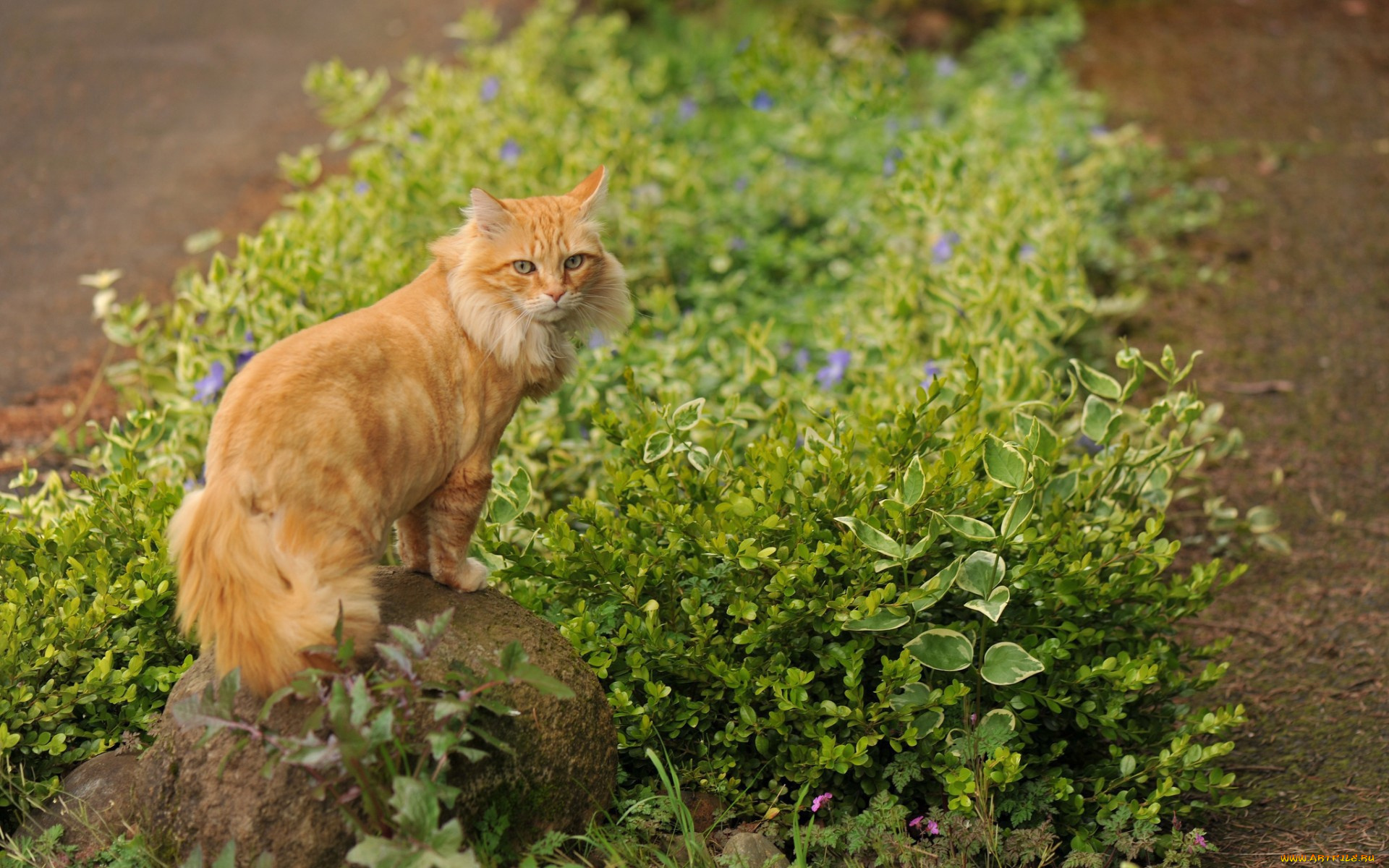 природа рыжий пушистый кот трава животное бесплатно