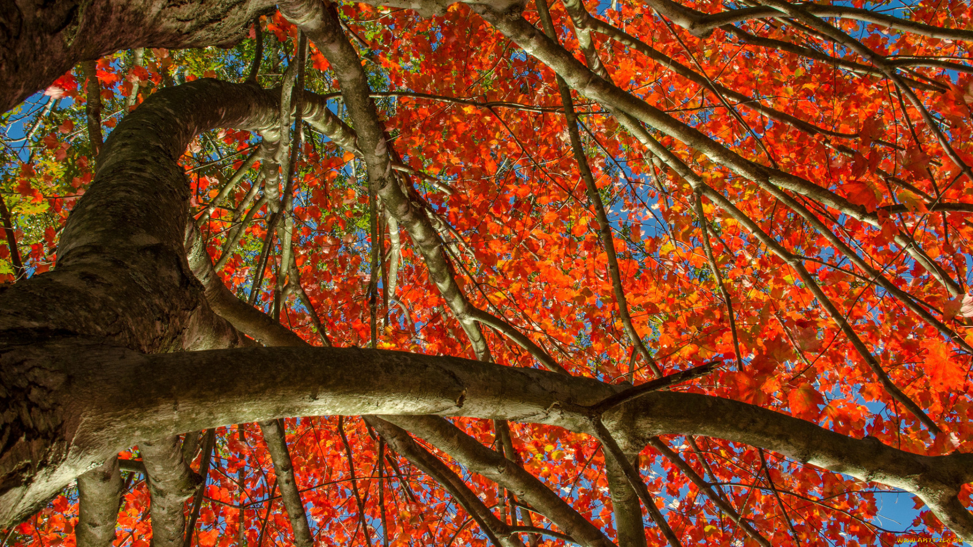 природа, деревья, небо, дерево, листья, осень, багрянец
