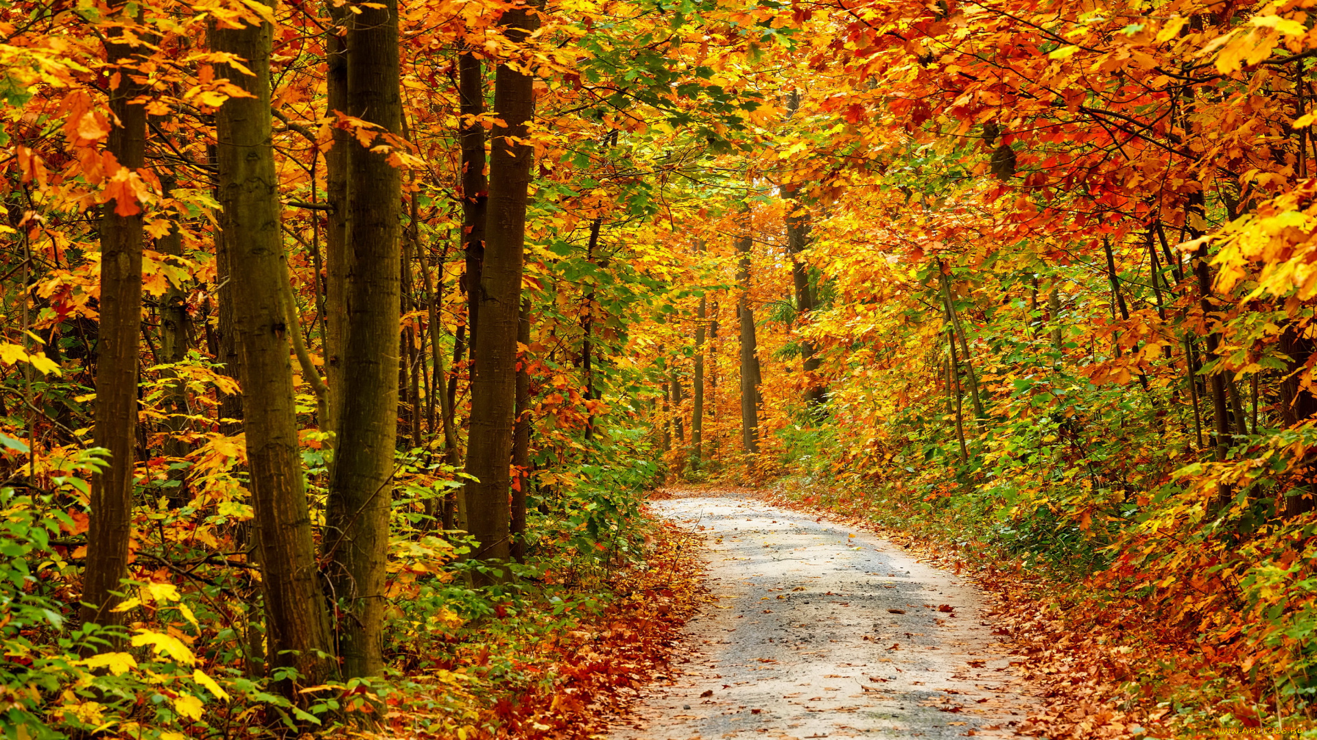 природа, дороги, осень, деревья, лес, дорога, листва