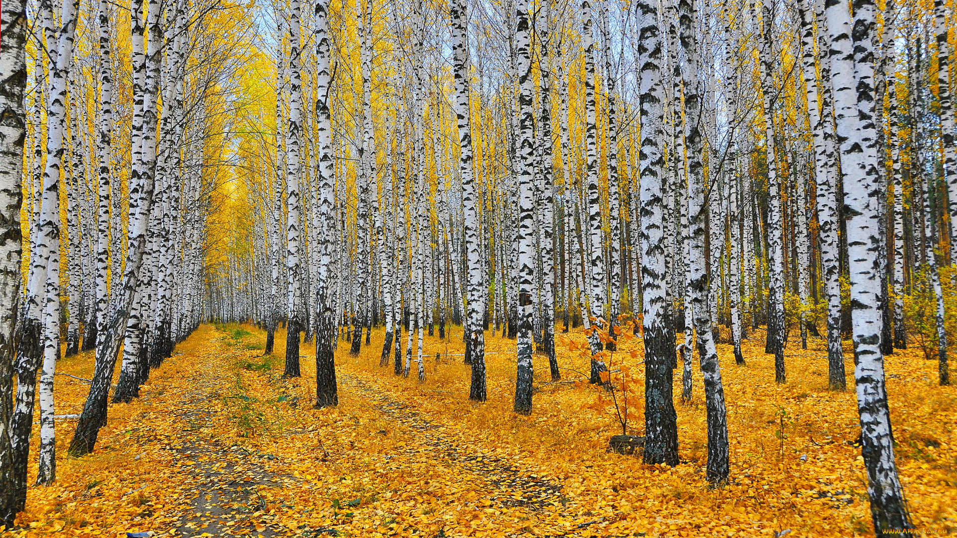 природа, лес, березы, листья, осень